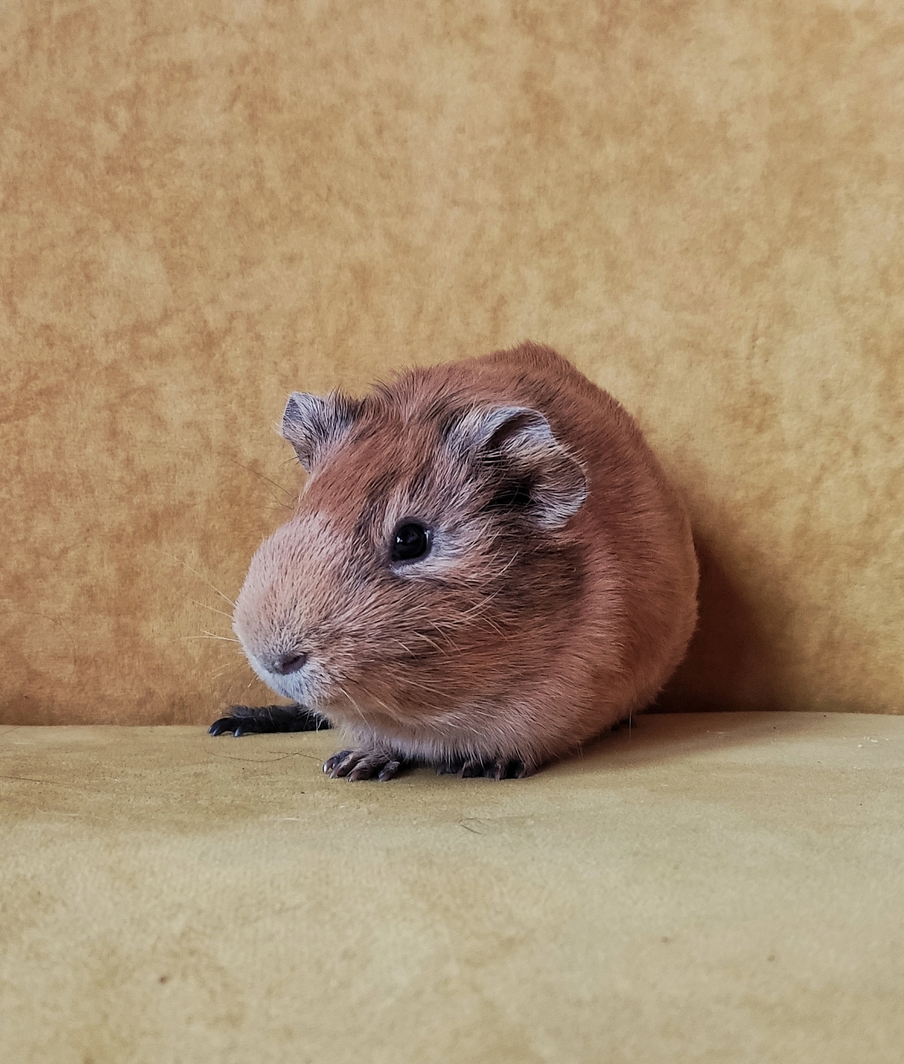 Изображение морской свинки