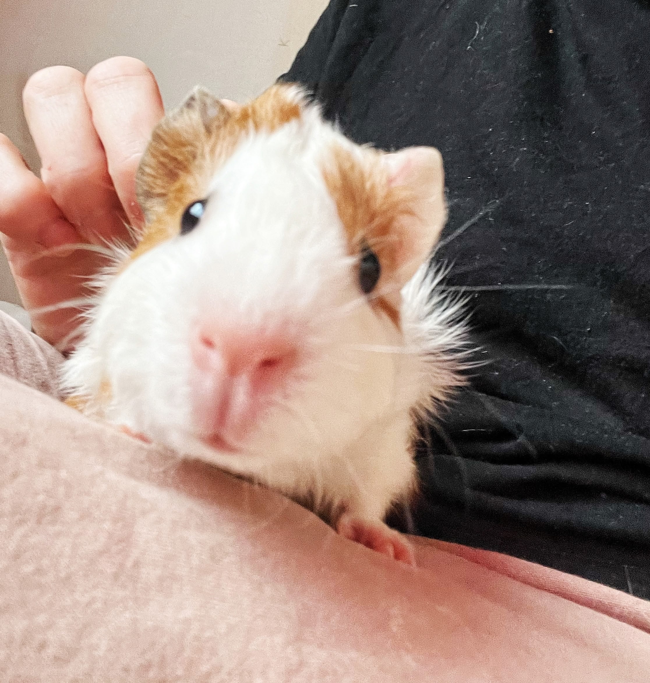 Изображение морской свинки