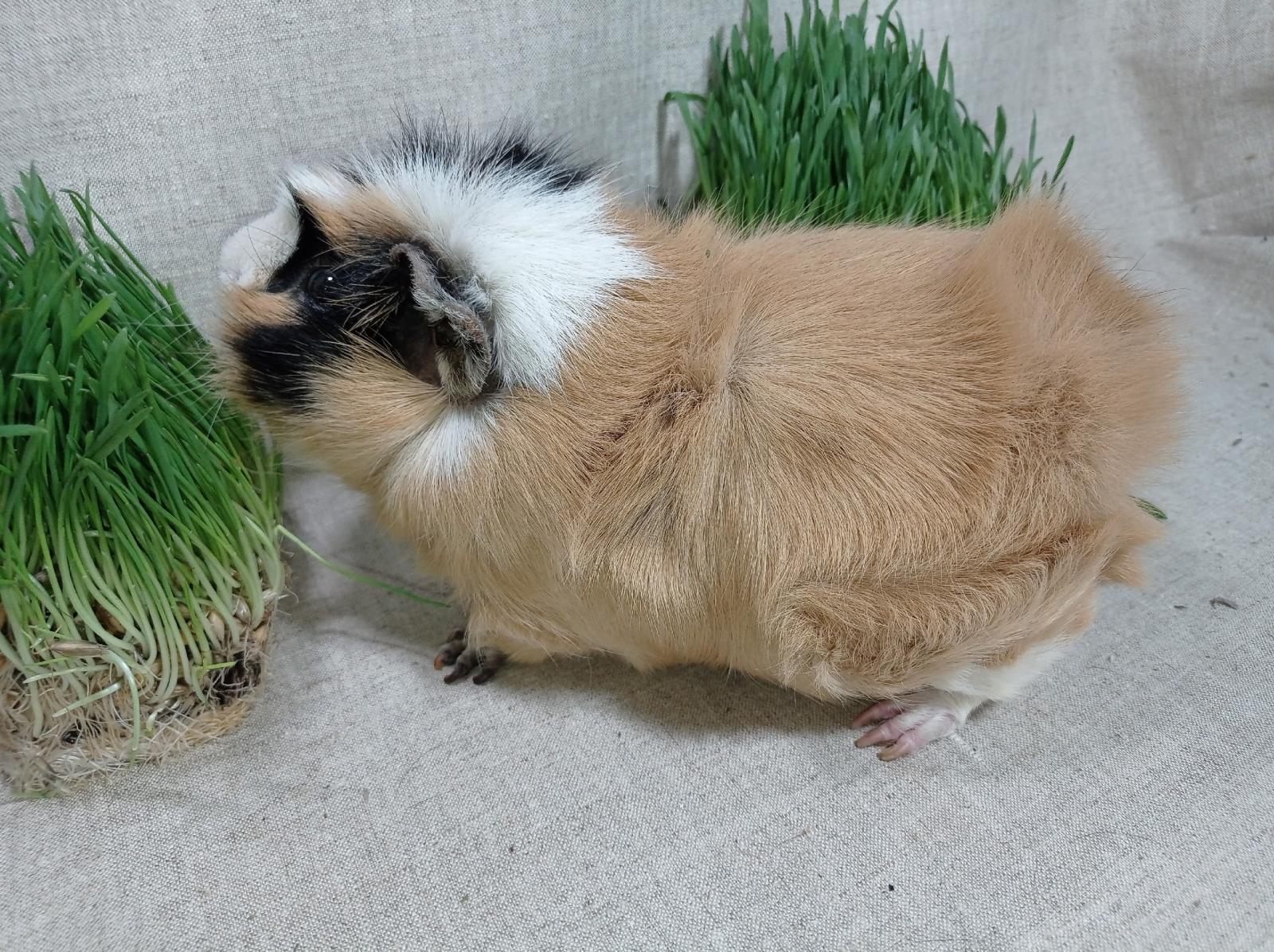 Изображение морской свинки