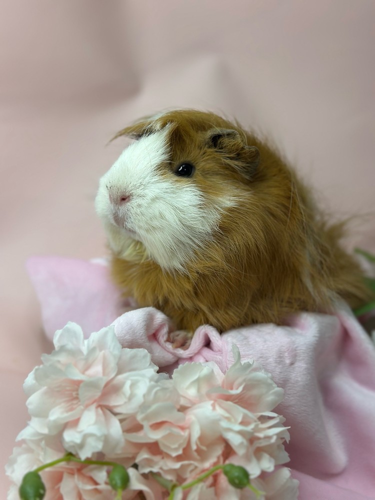 Изображение морской свинки