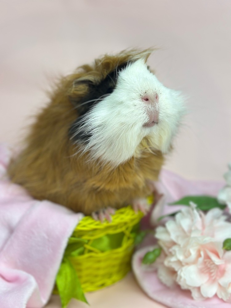 Изображение морской свинки