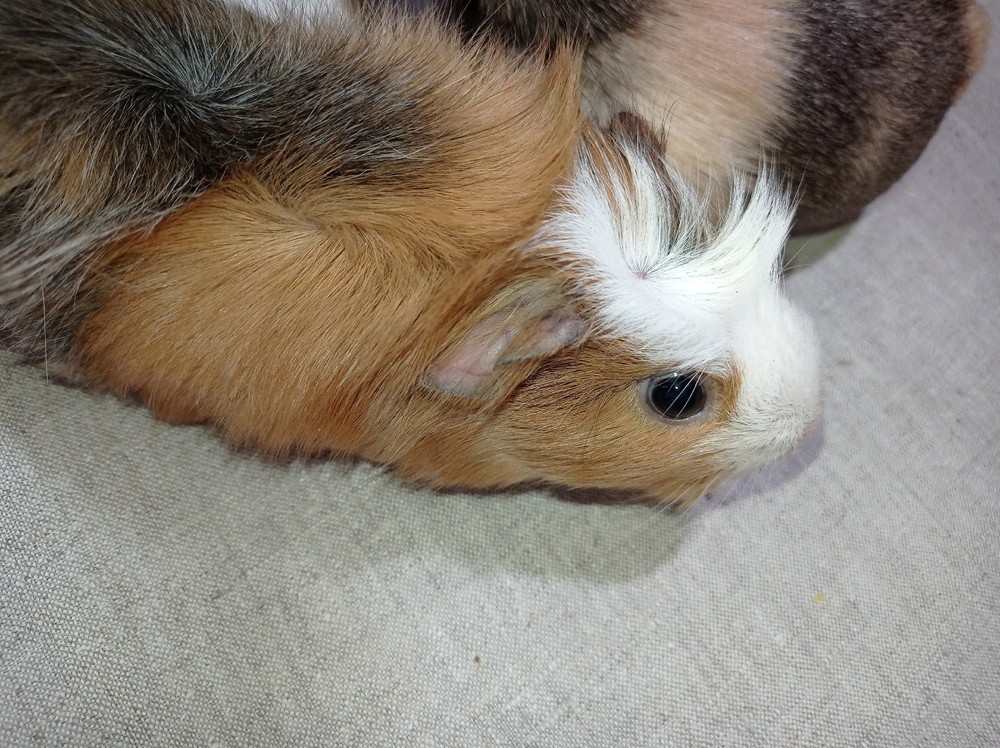 Изображение морской свинки