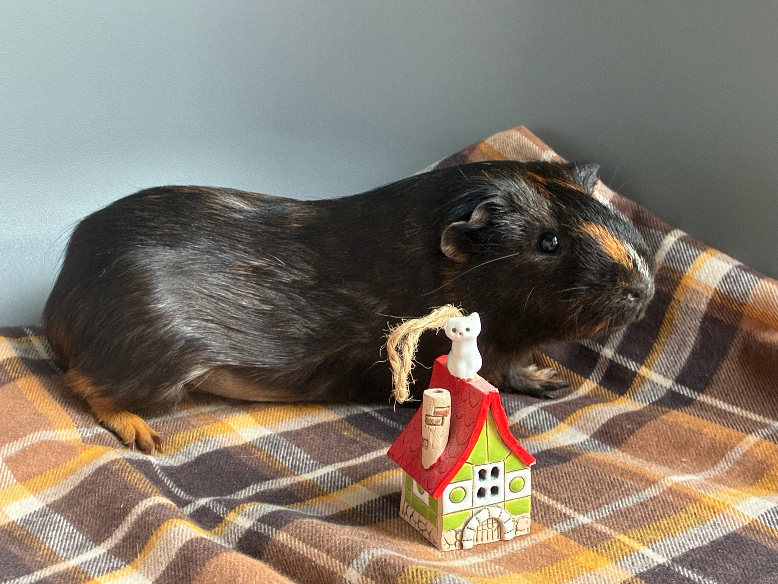 Изображение морской свинки