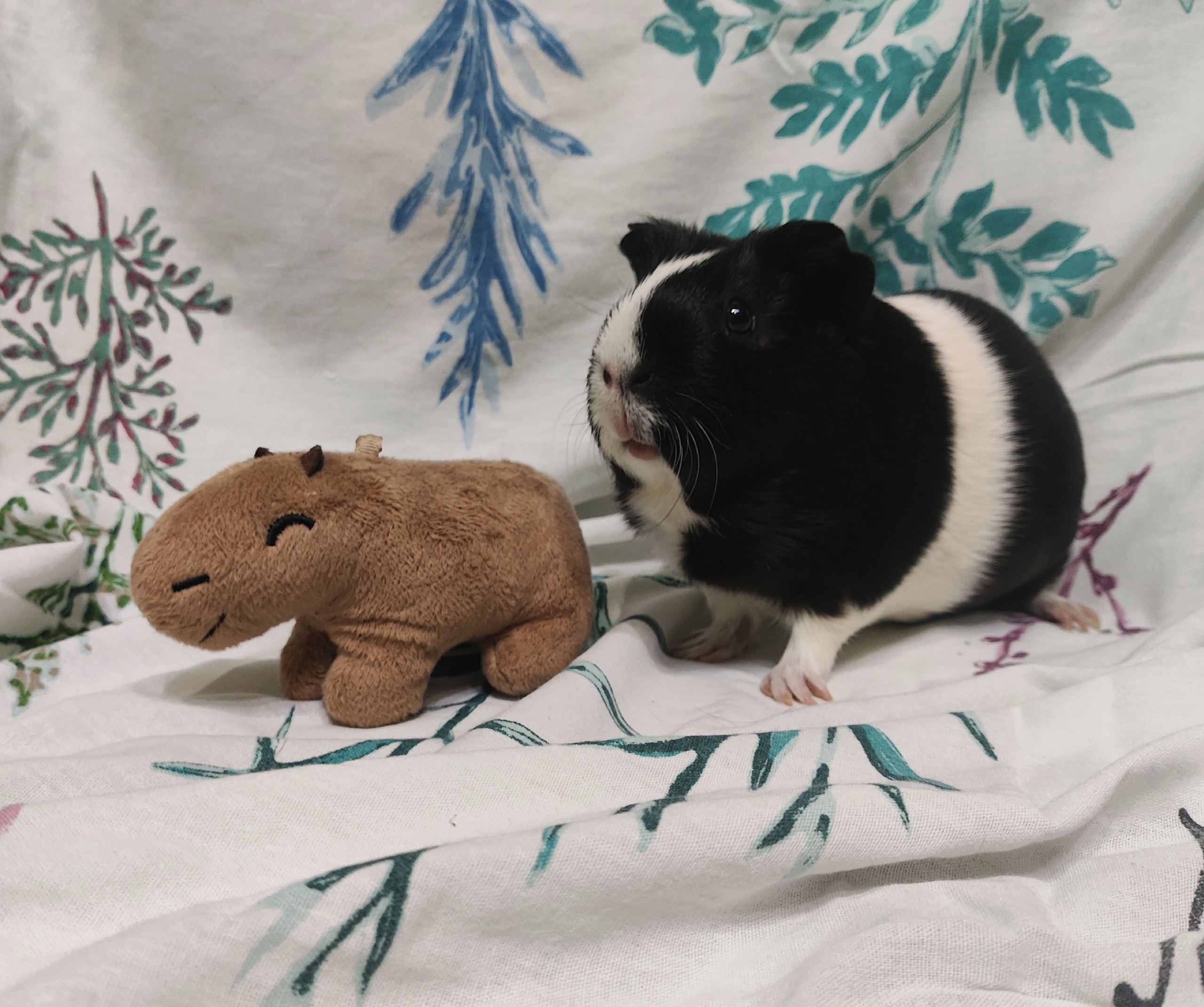 Изображение морской свинки