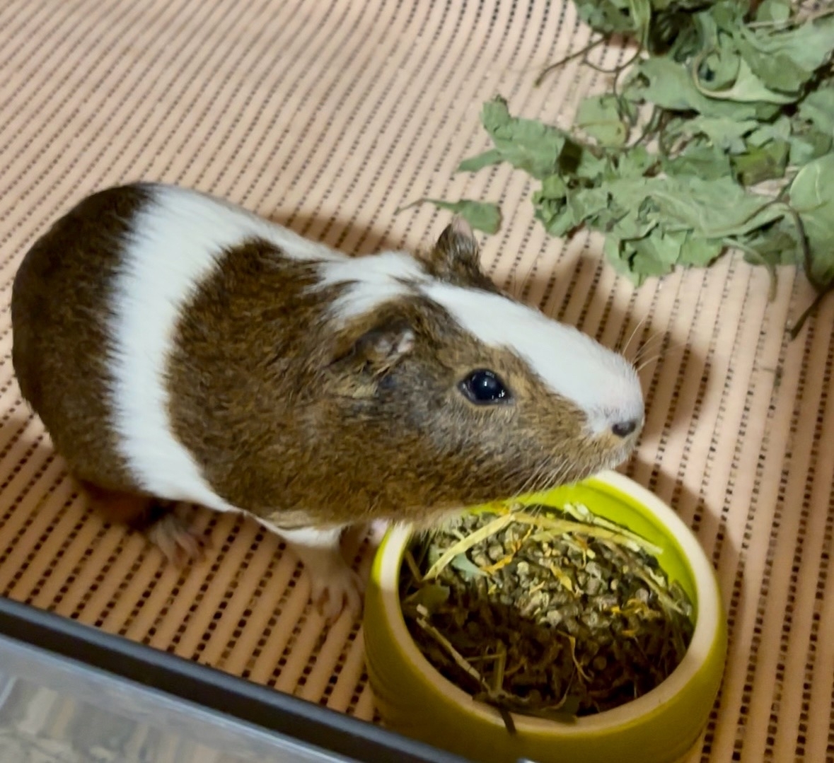 Изображение морской свинки