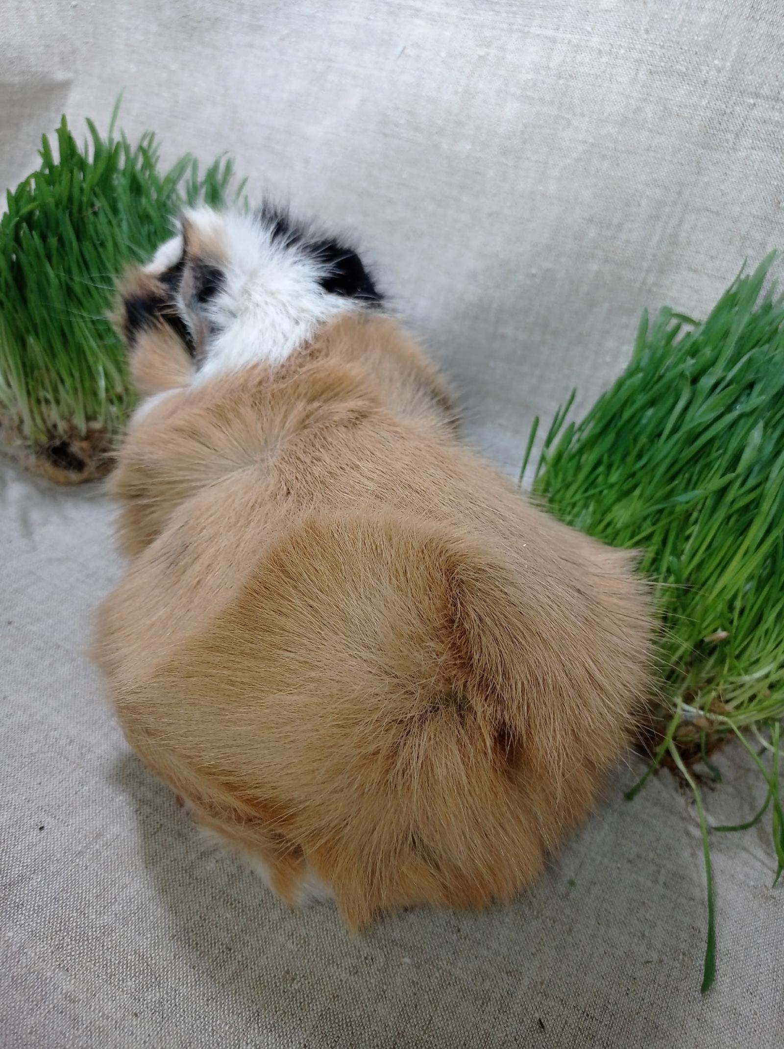 Изображение морской свинки