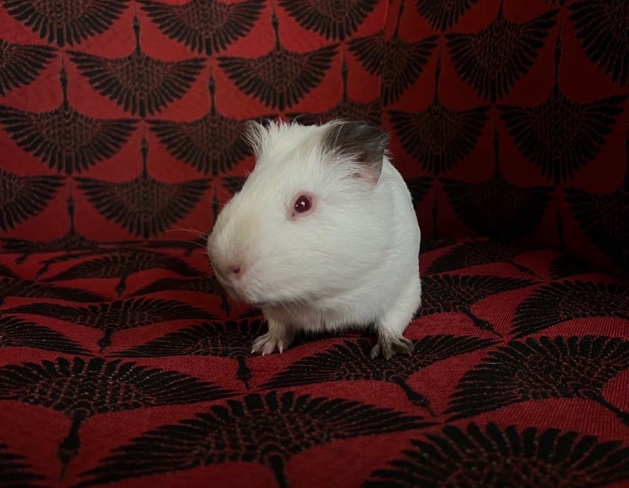 Изображение морской свинки