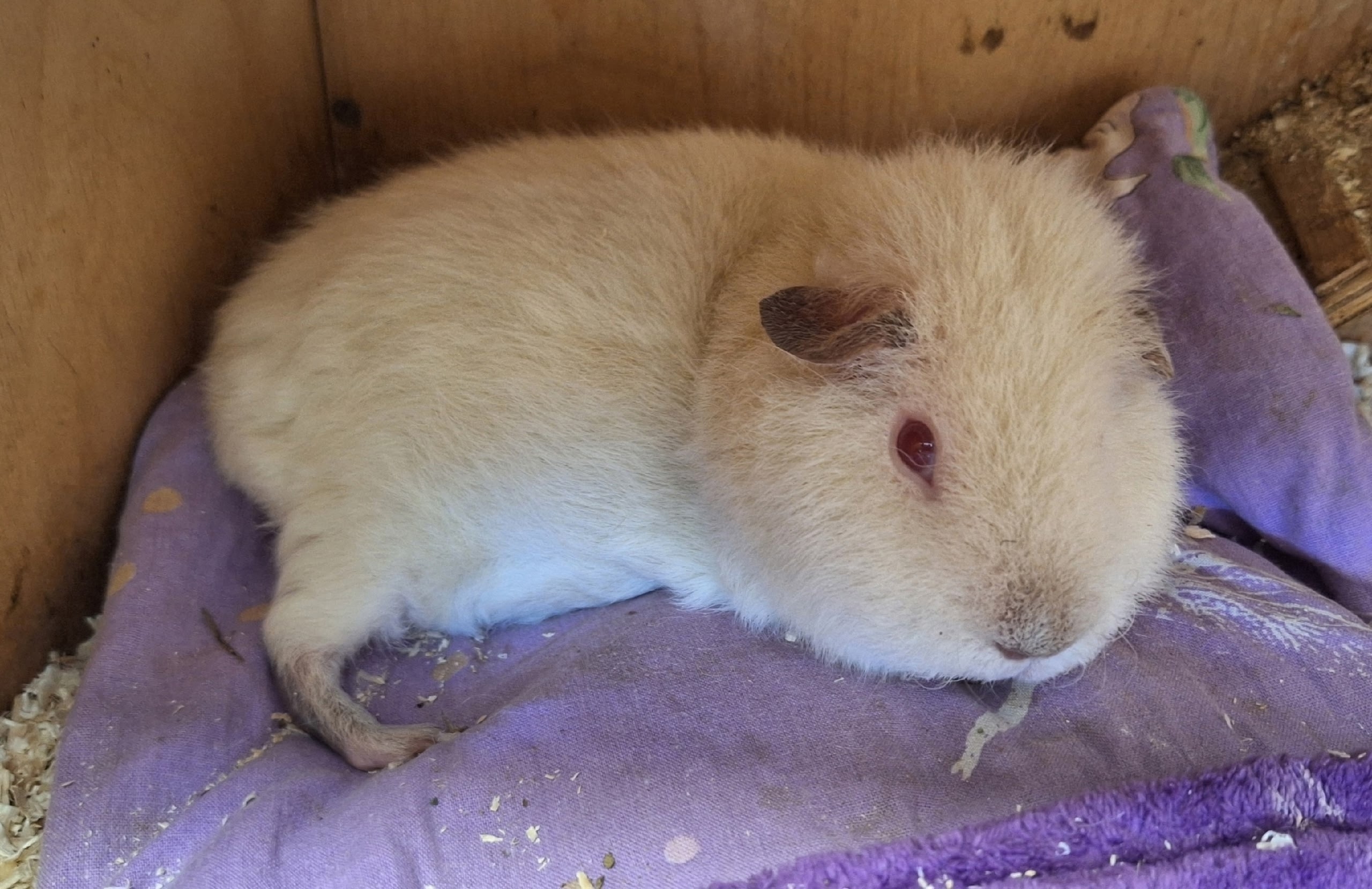 Изображение морской свинки