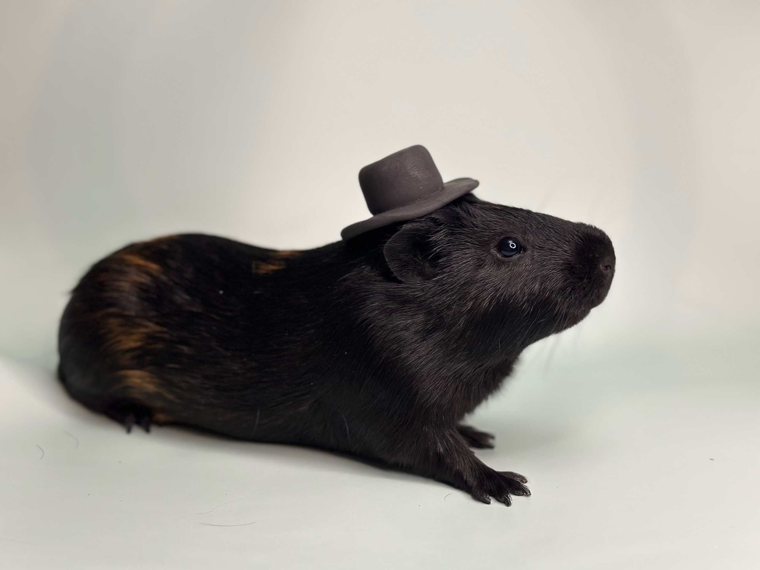 Изображение морской свинки