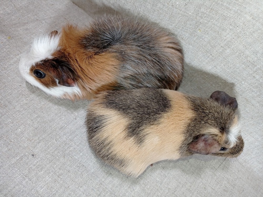 Изображение морской свинки