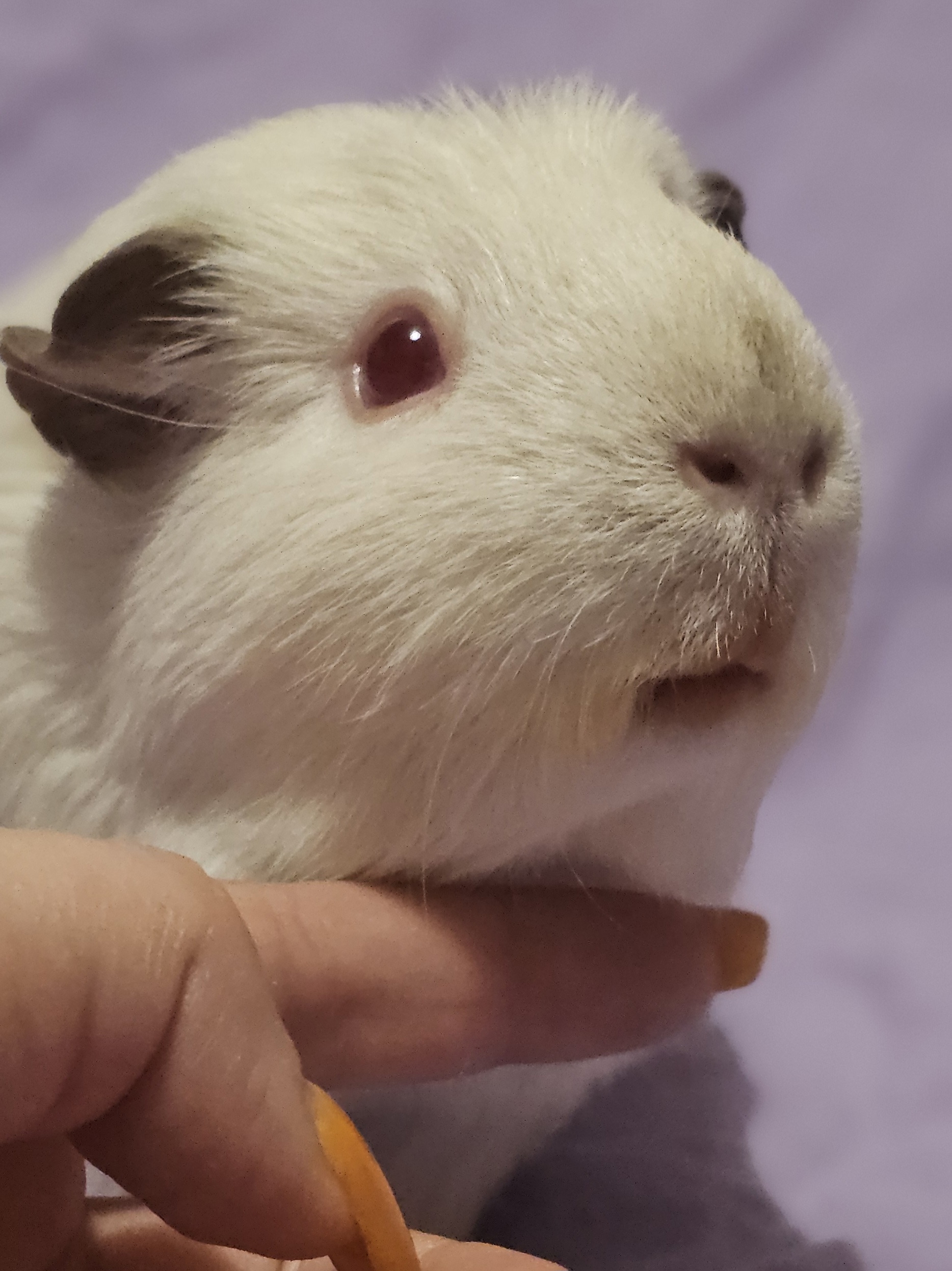 Изображение морской свинки