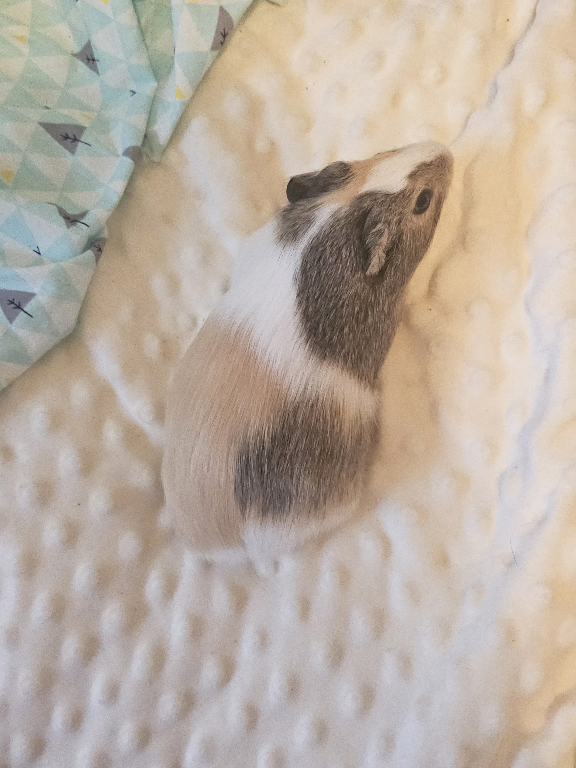 Изображение морской свинки