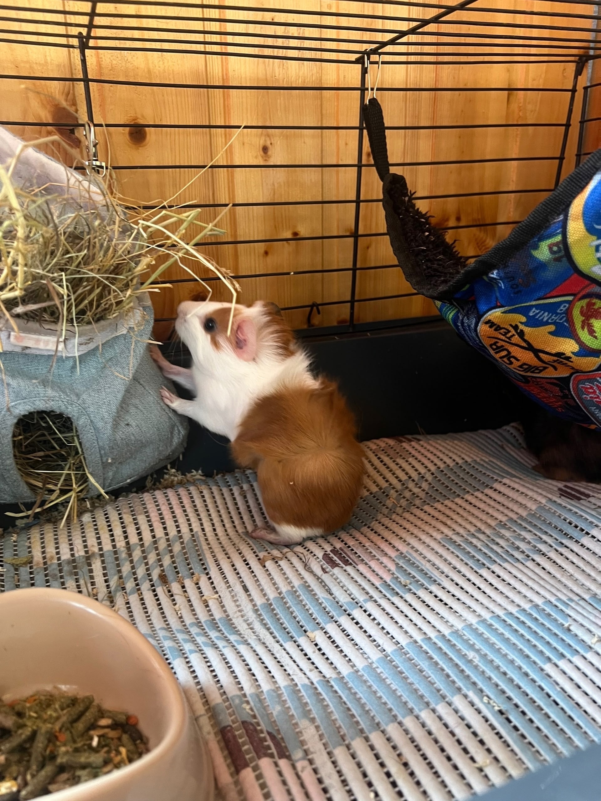 Фотография морской свинки по имени Одуванчик