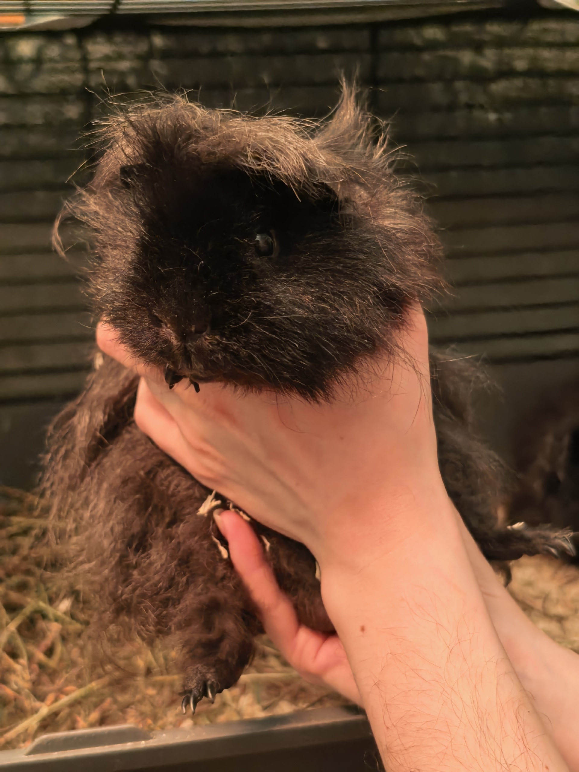 Изображение морской свинки