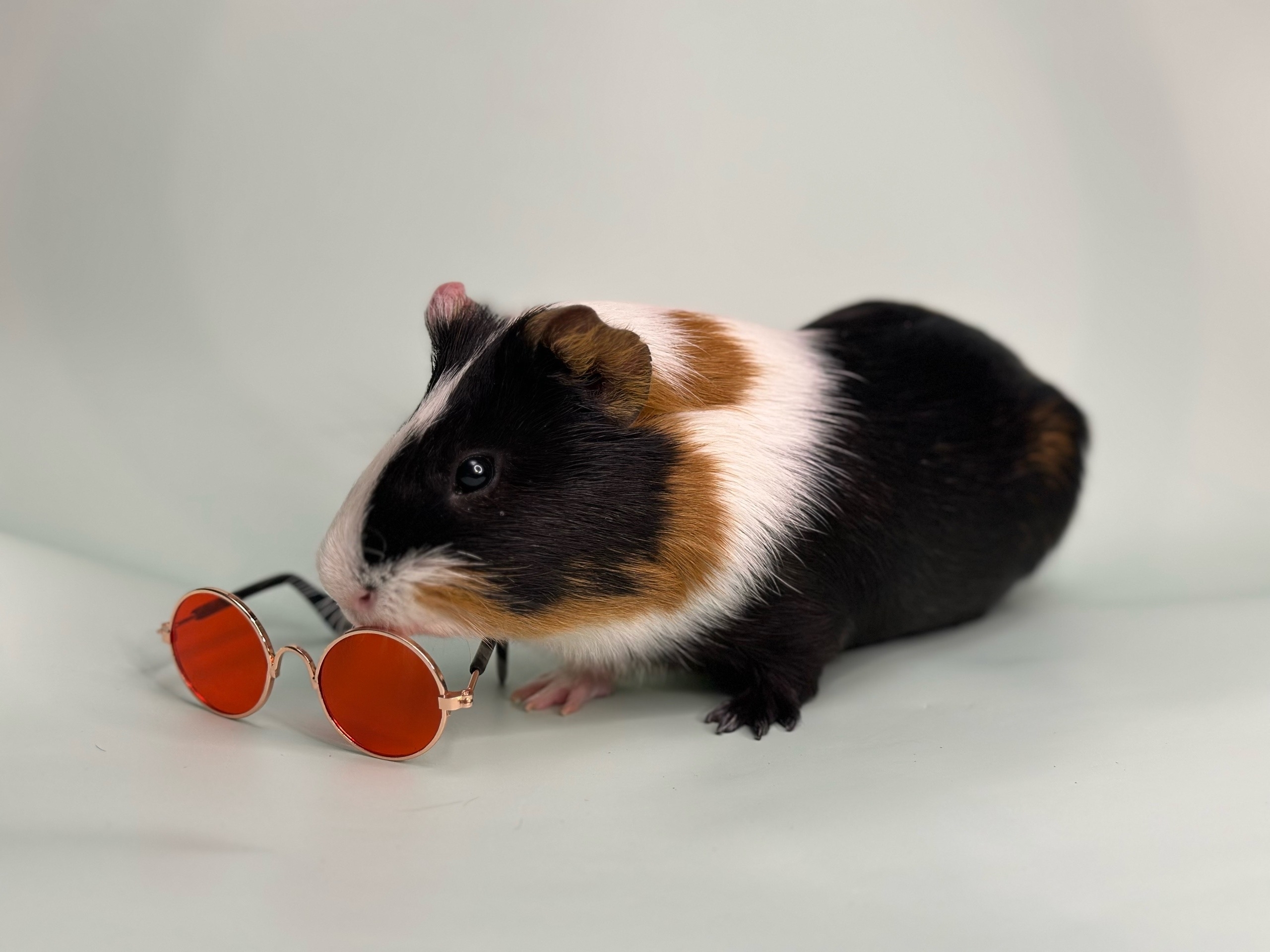 Фотография морской свинки по имени Майк