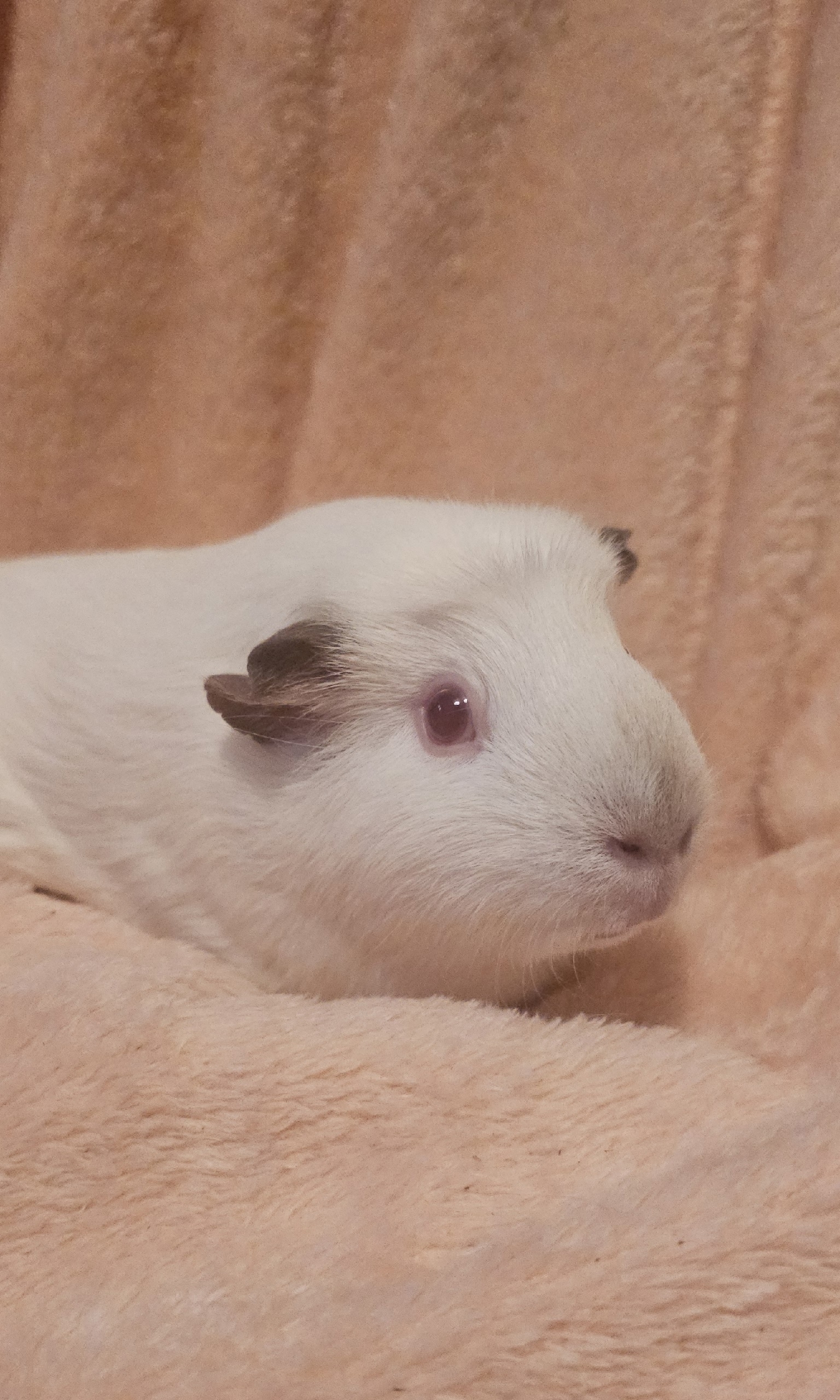 Изображение морской свинки