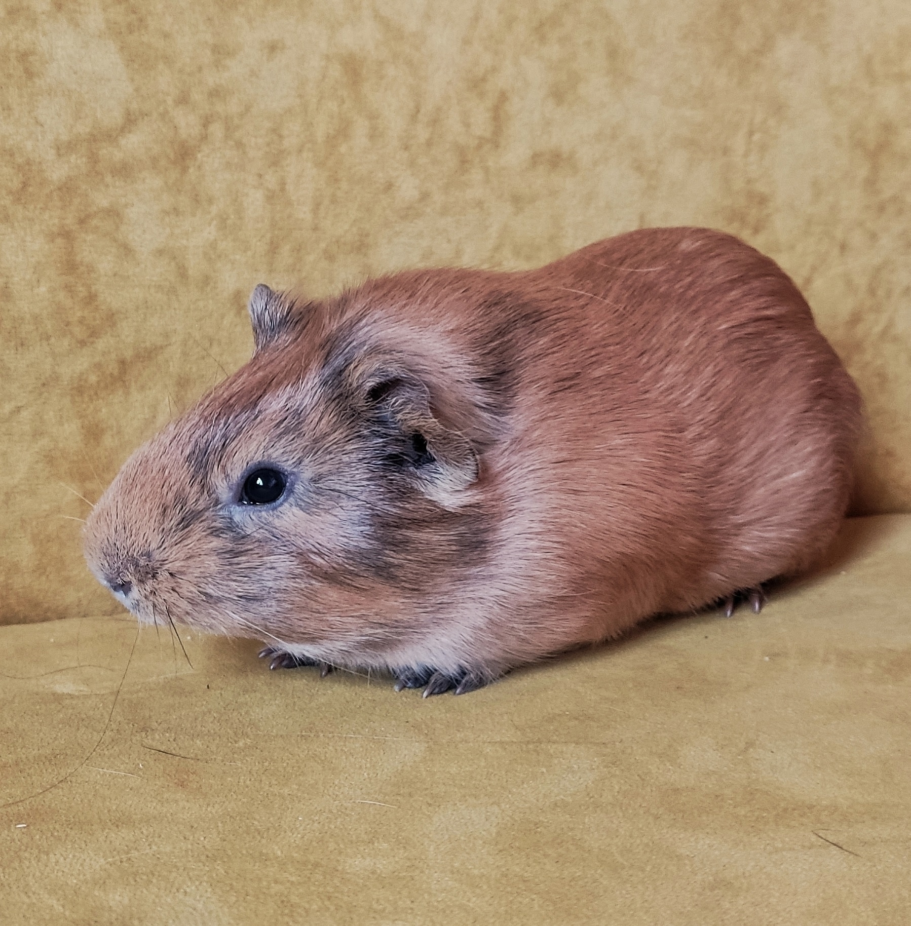 Фотография морской свинки по имени Олаф
