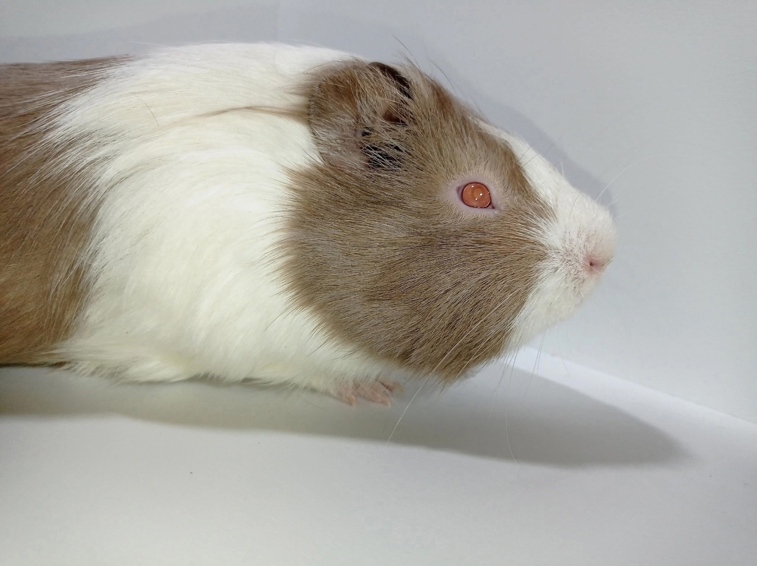 Изображение морской свинки