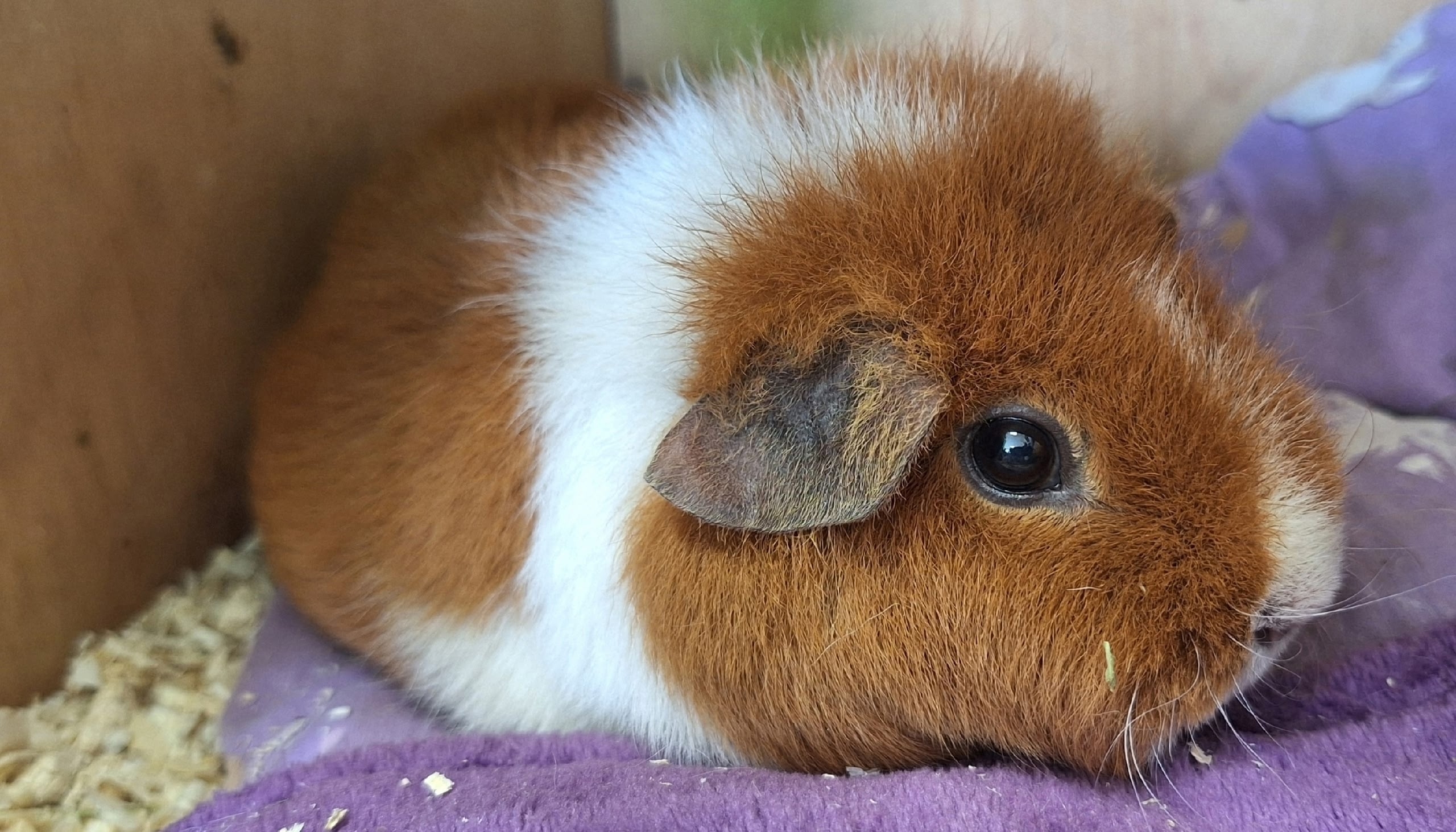 Изображение морской свинки