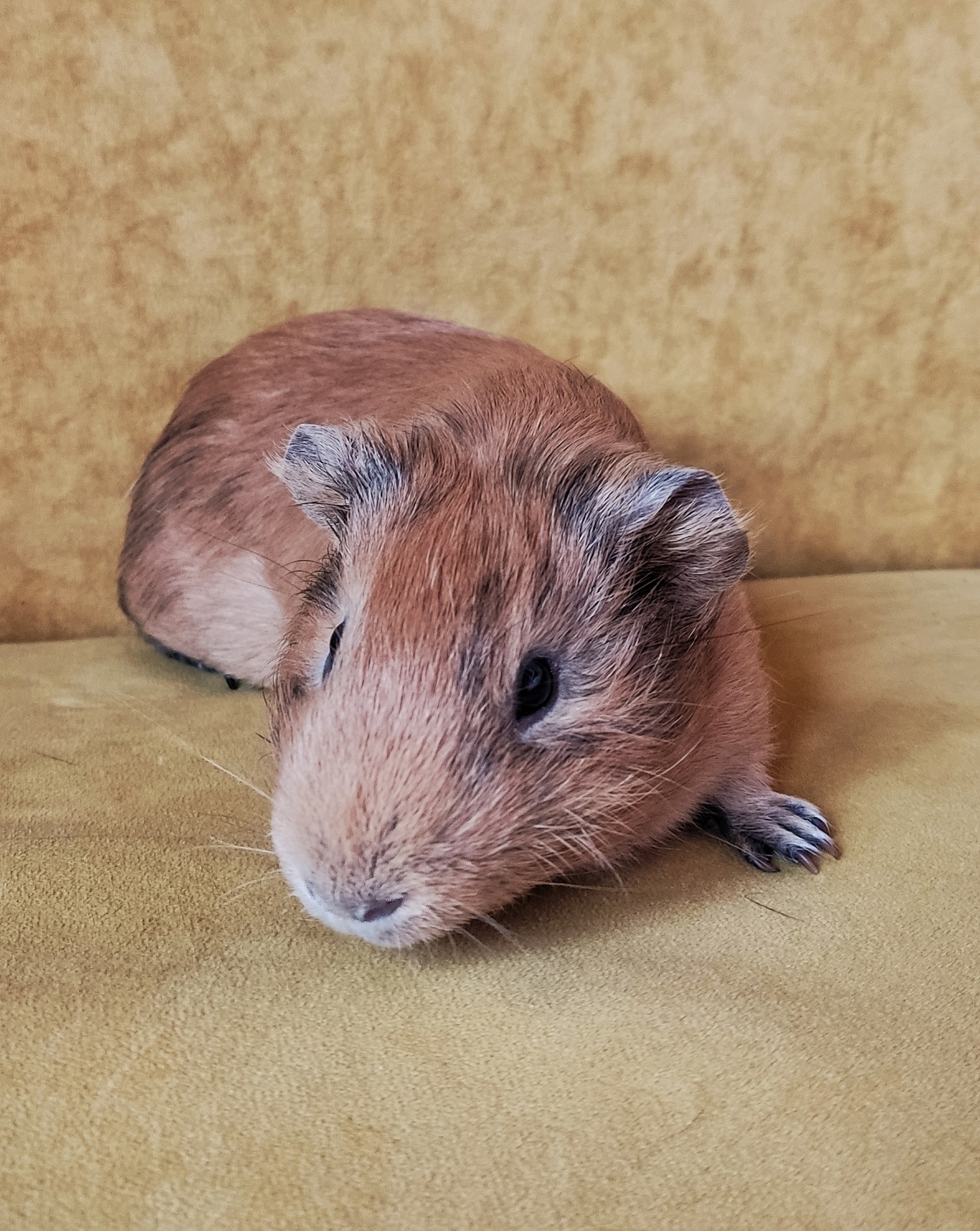 Изображение морской свинки