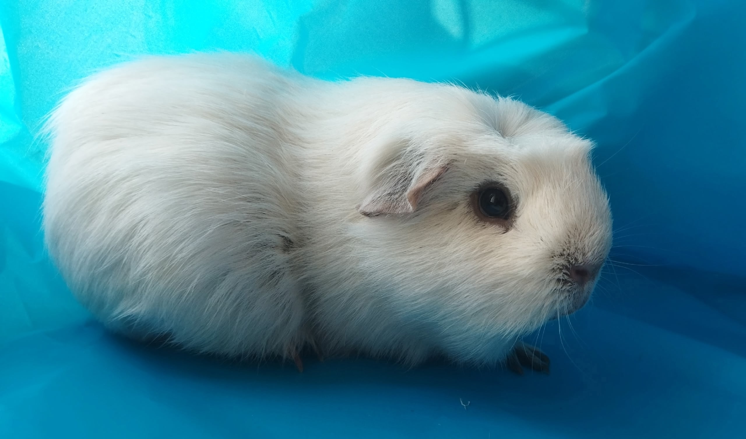 Изображение морской свинки