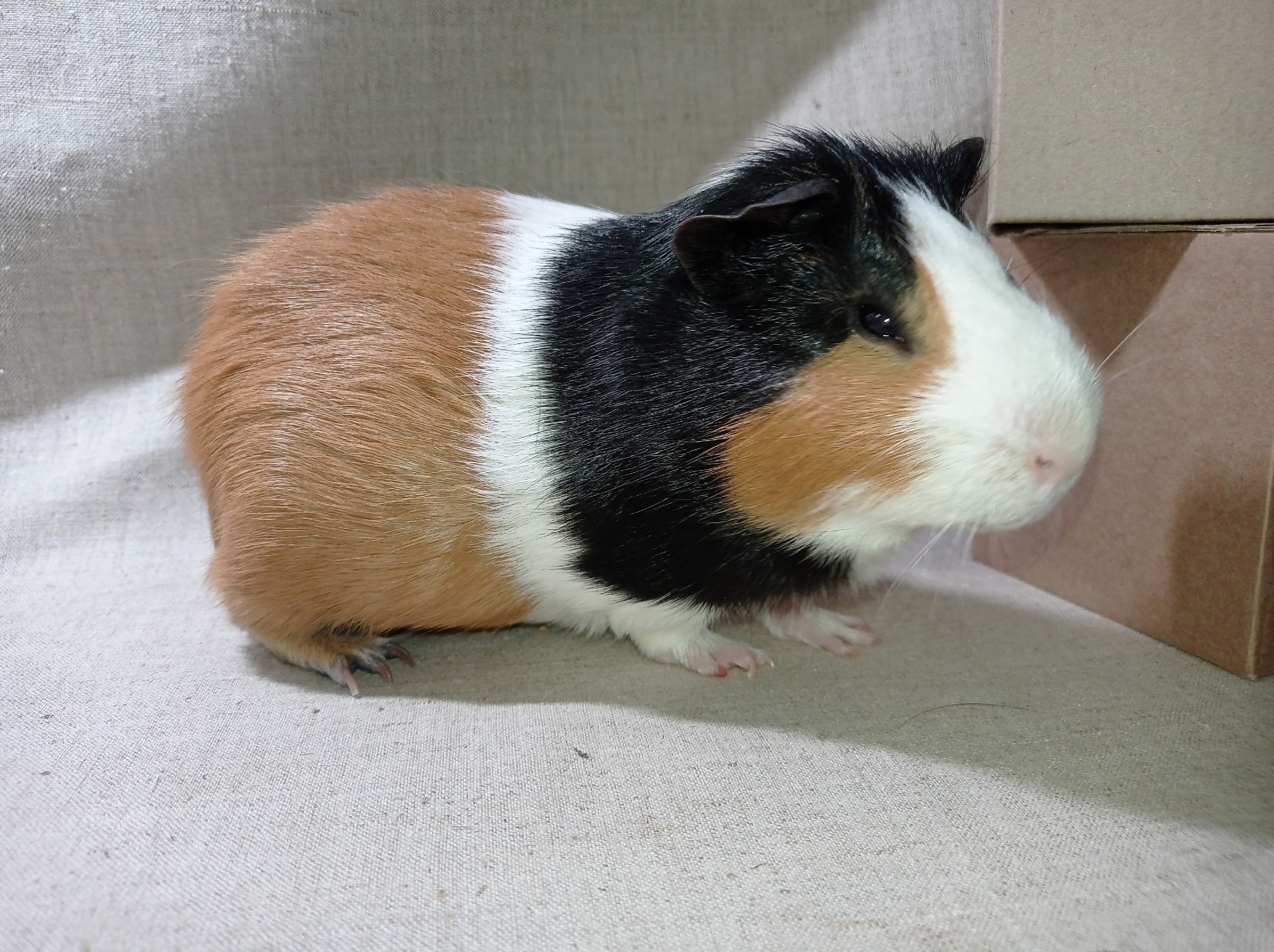 Изображение морской свинки