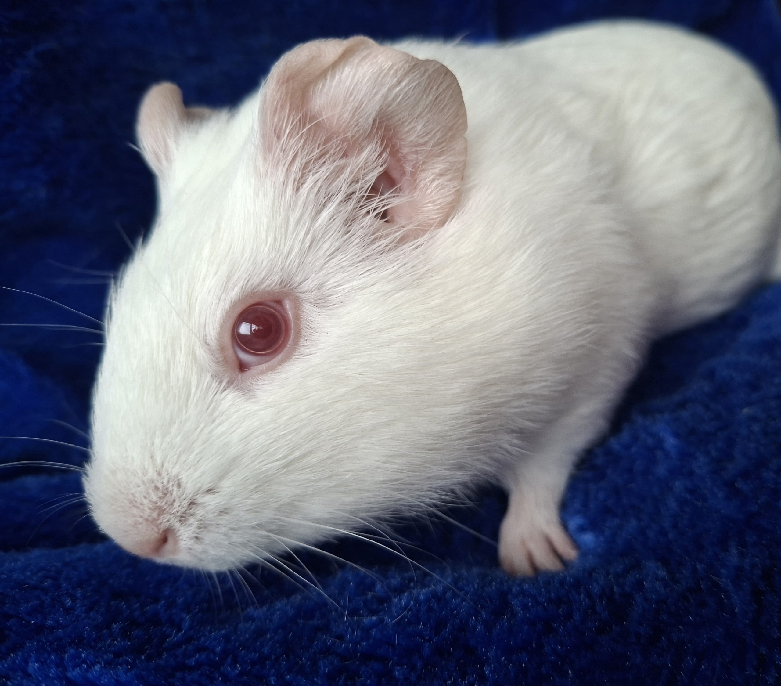 Изображение морской свинки
