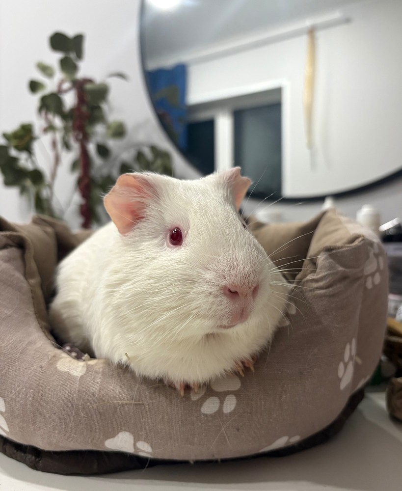 Фотография морской свинки по имени Хумус