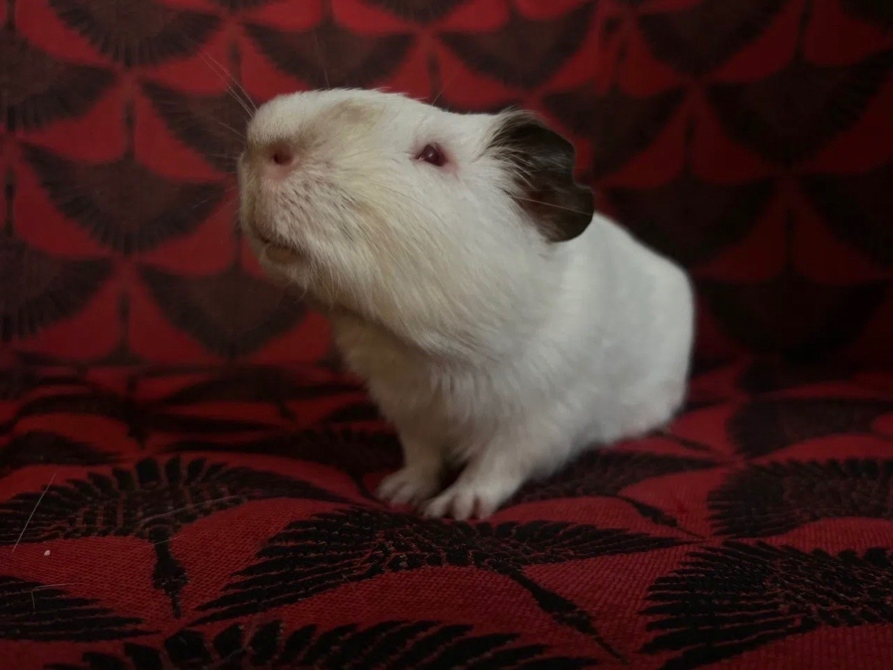 Изображение морской свинки