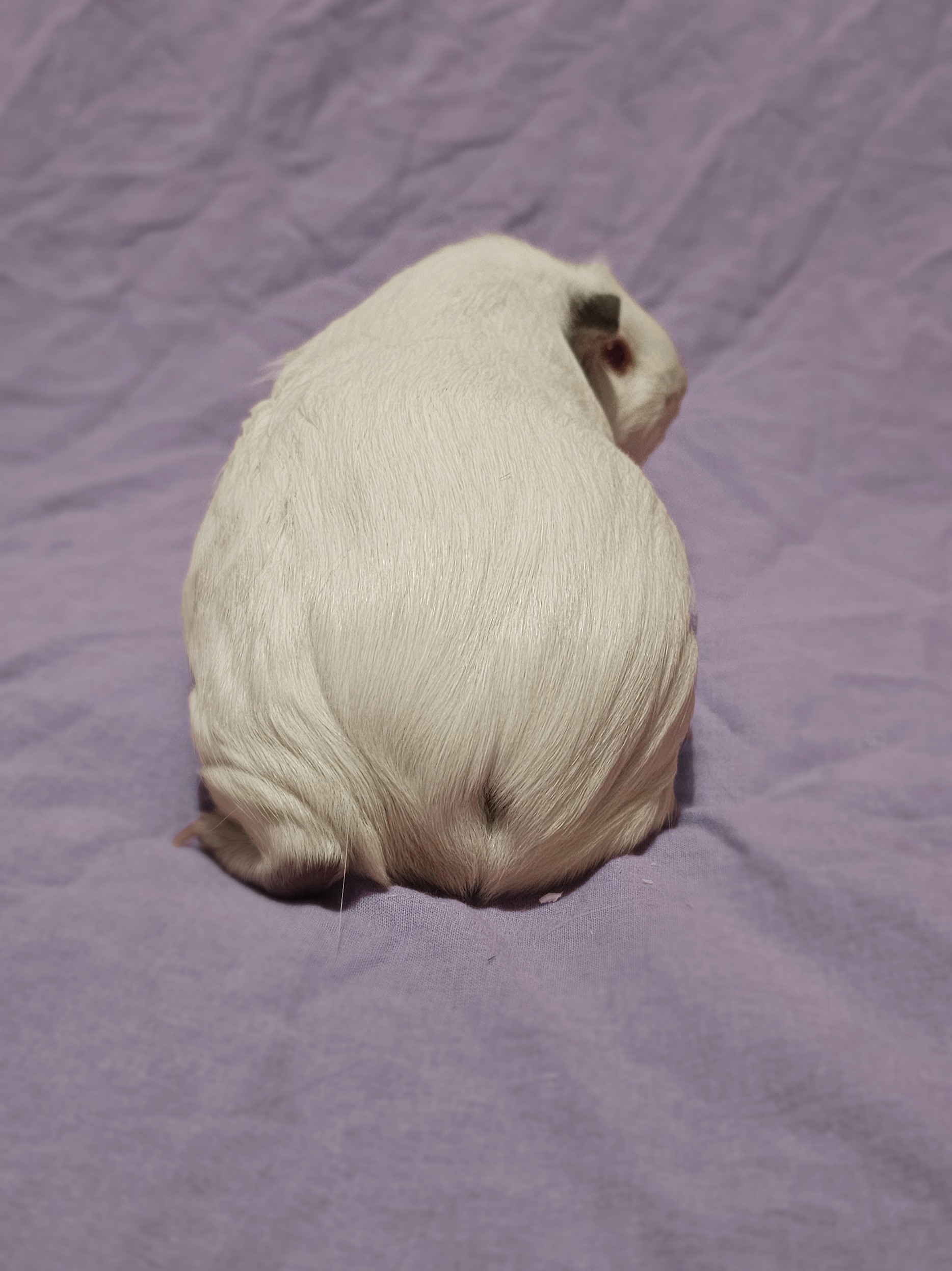 Изображение морской свинки