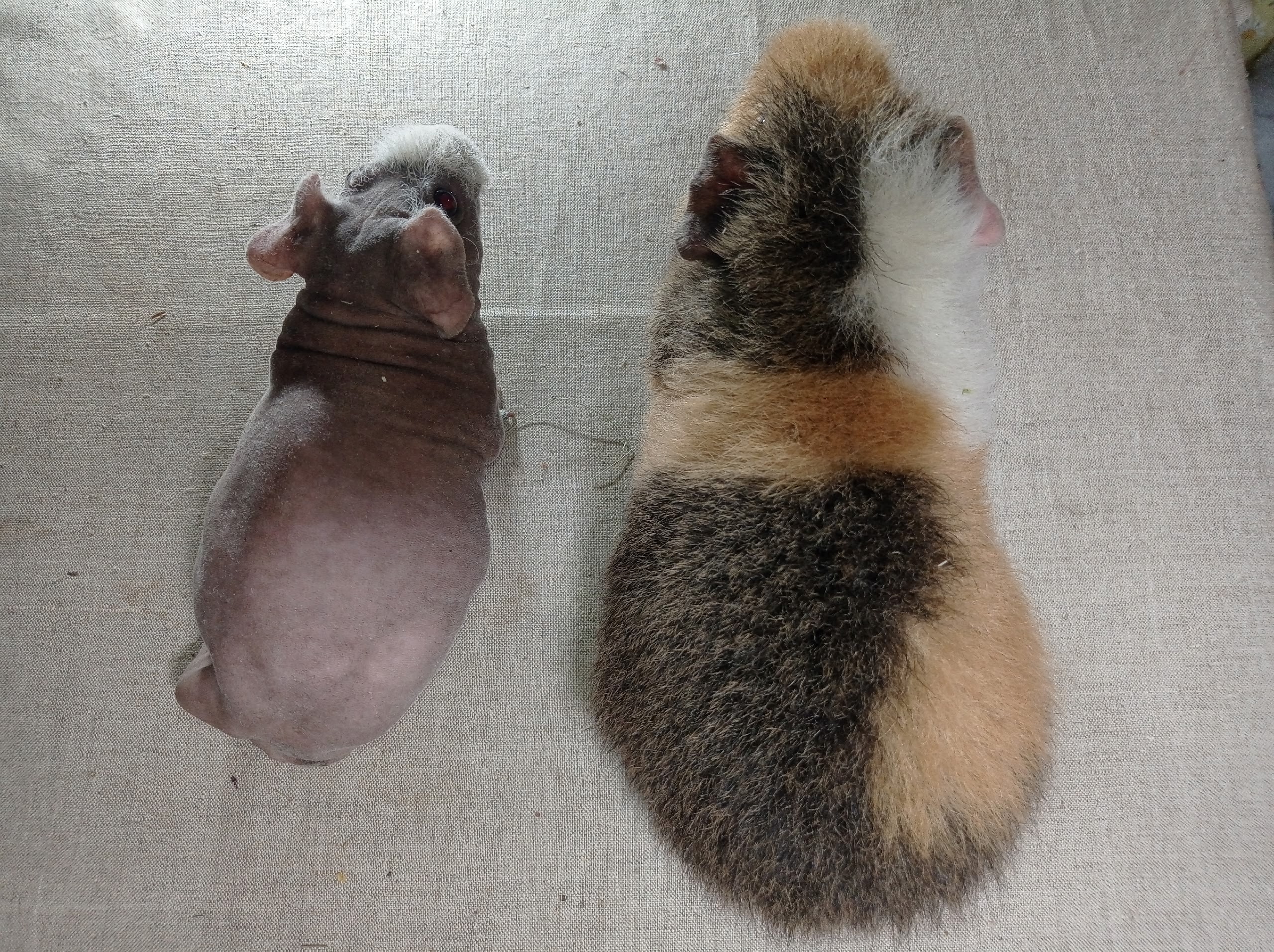 Изображение морской свинки