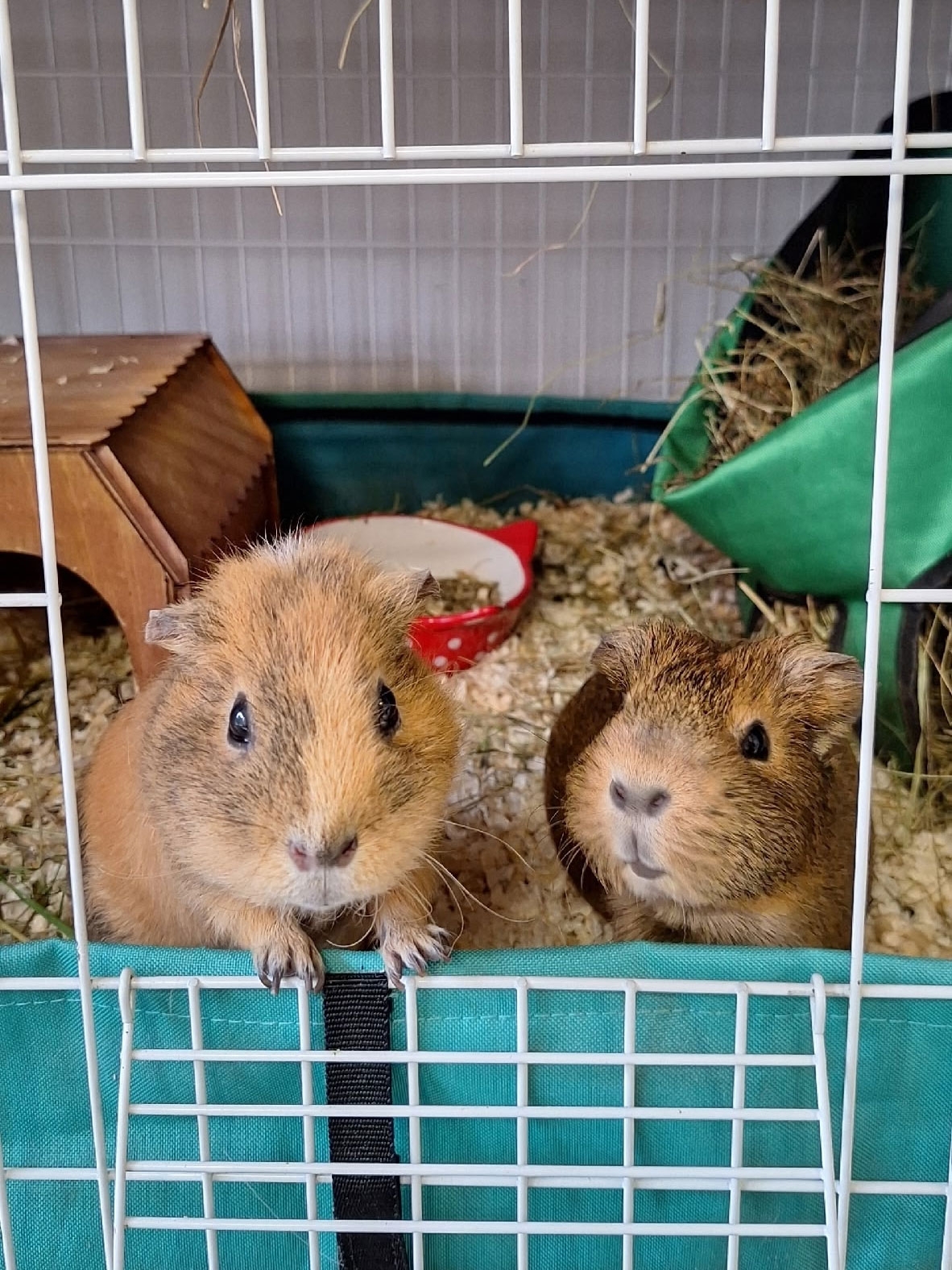 Изображение морской свинки