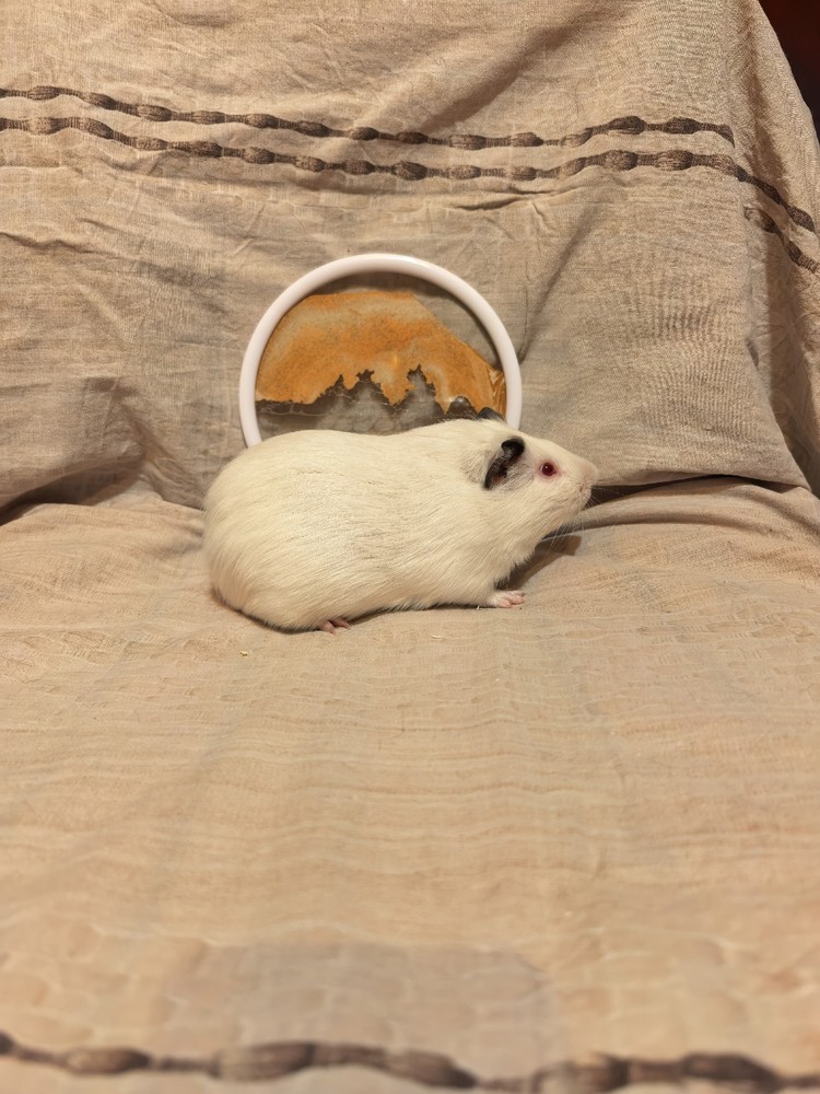 Изображение морской свинки