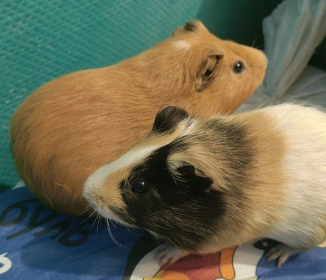 Изображение морской свинки