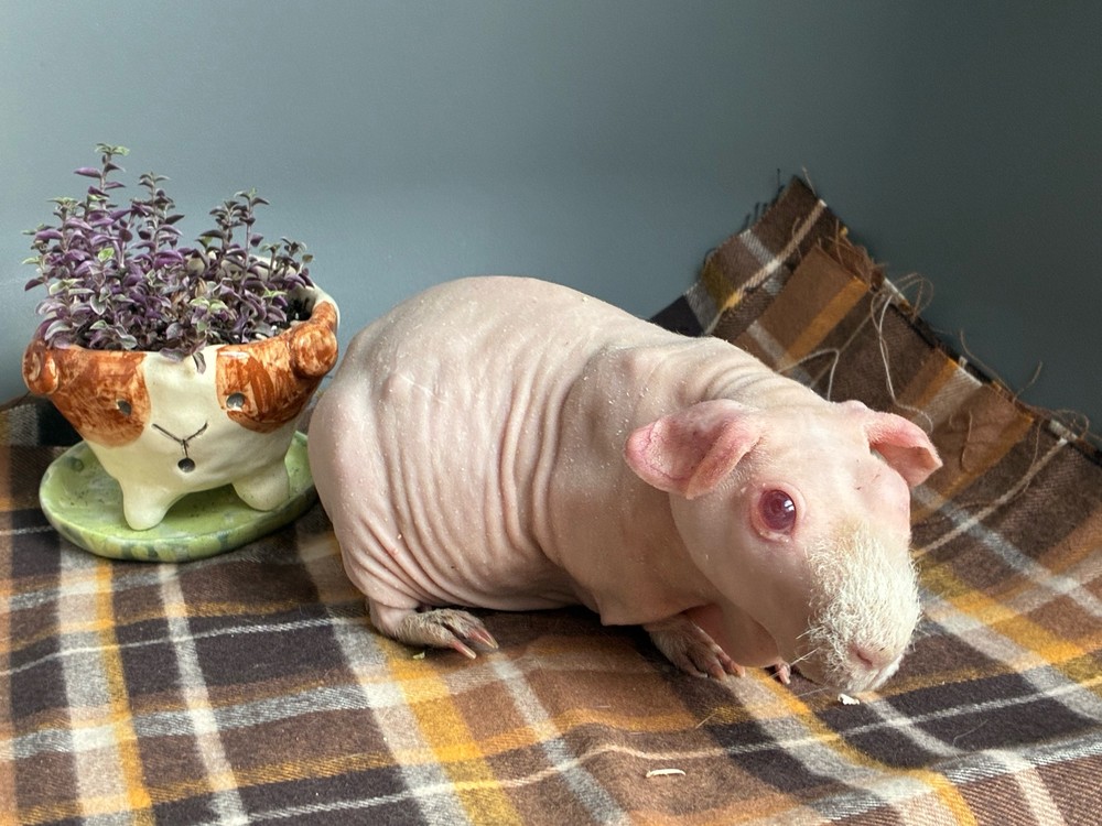 Изображение морской свинки