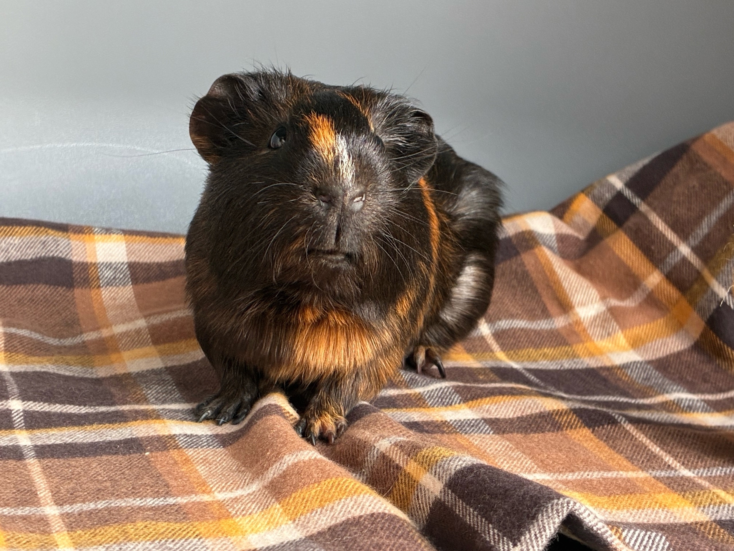 Фотография морской свинки по имени Штрудель