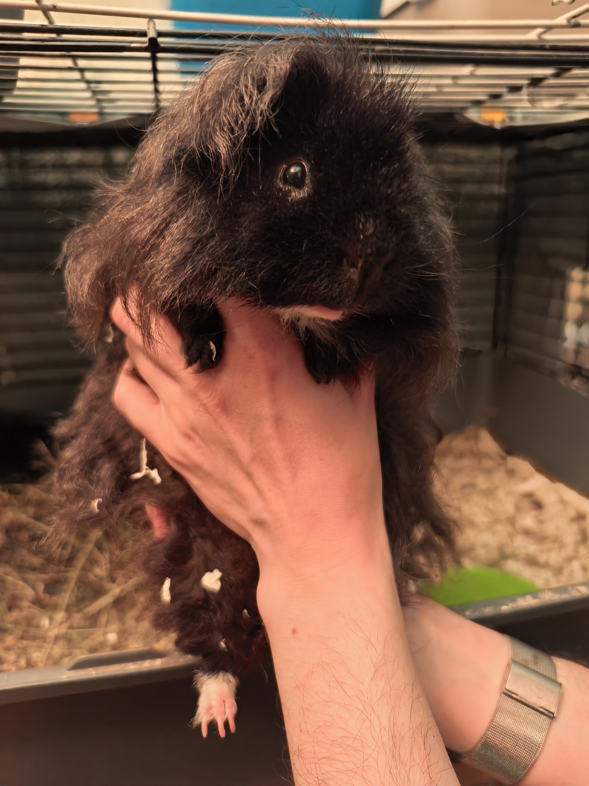 Изображение морской свинки