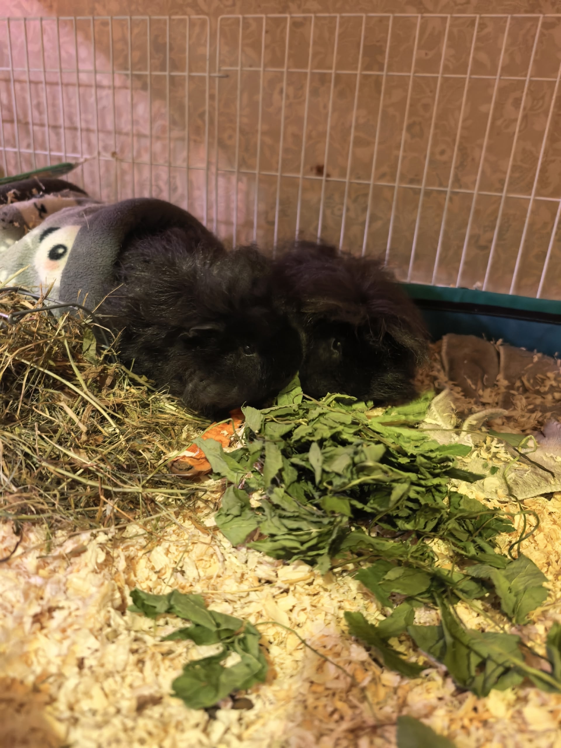 Изображение морской свинки