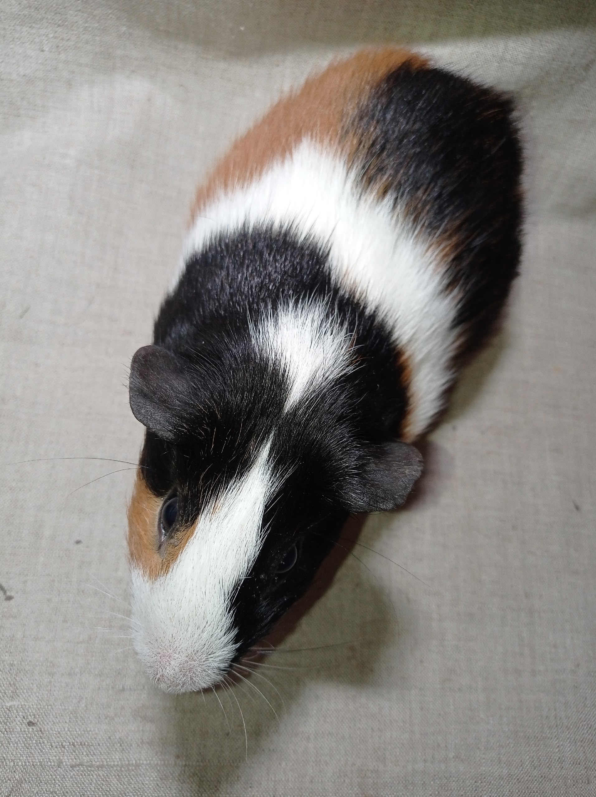 Изображение морской свинки