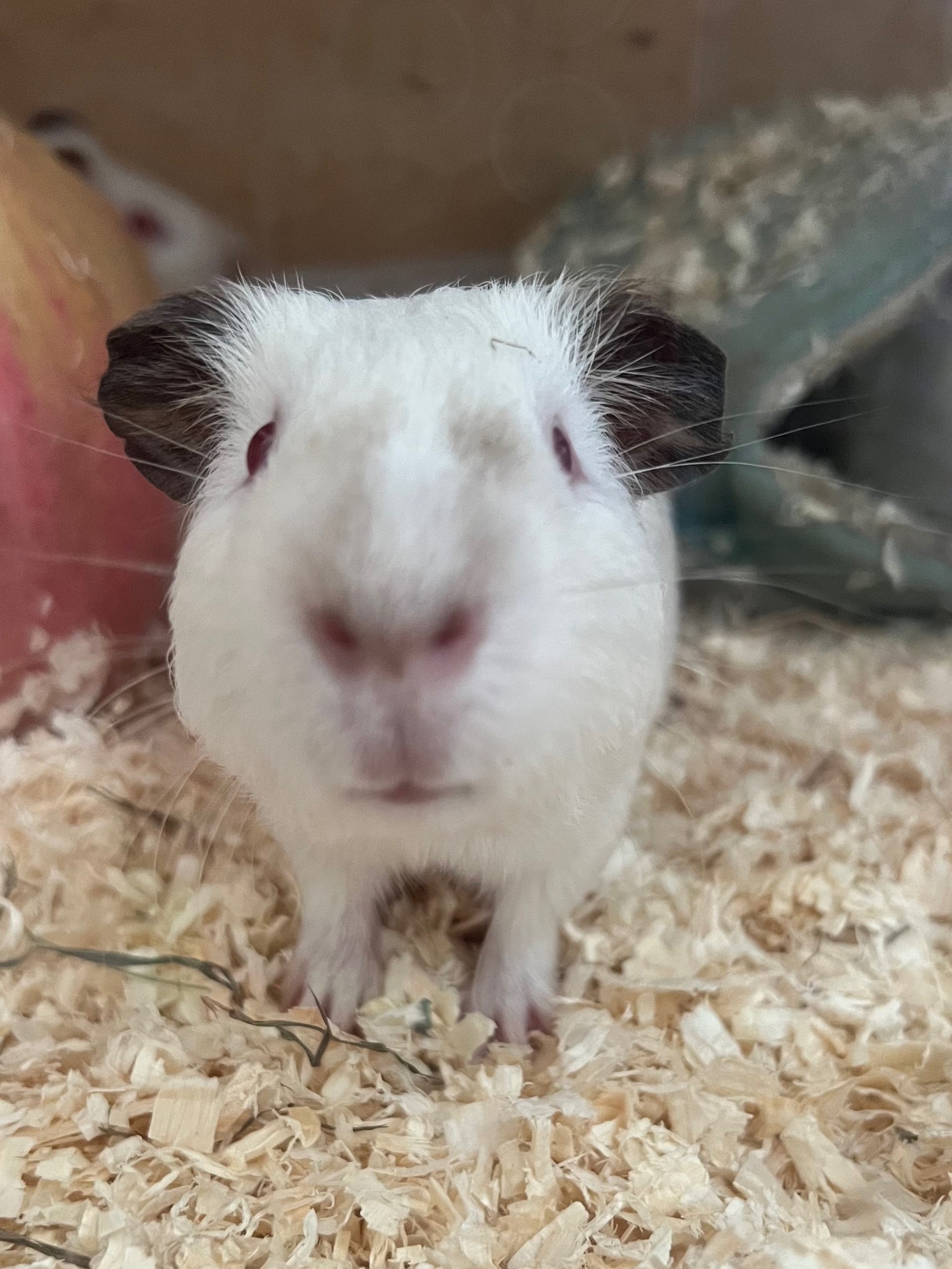 Изображение морской свинки