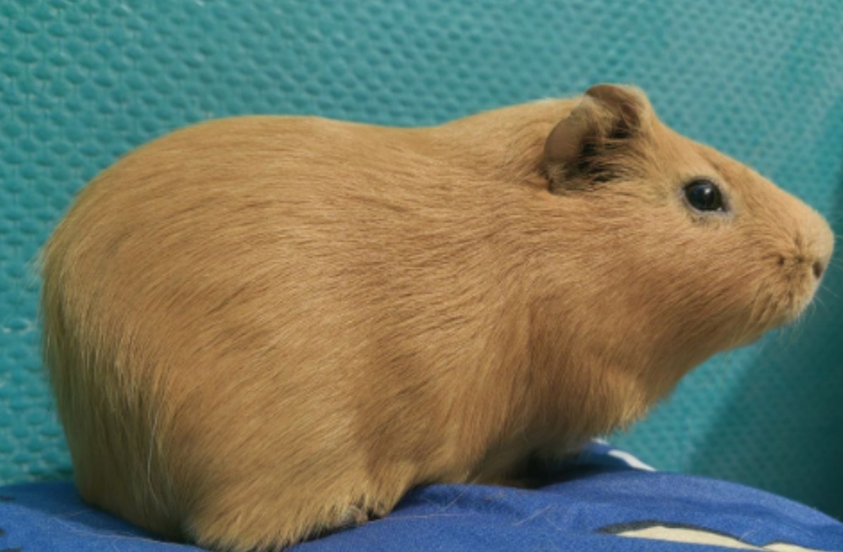 Фон для фотографии свинки по имени Южный