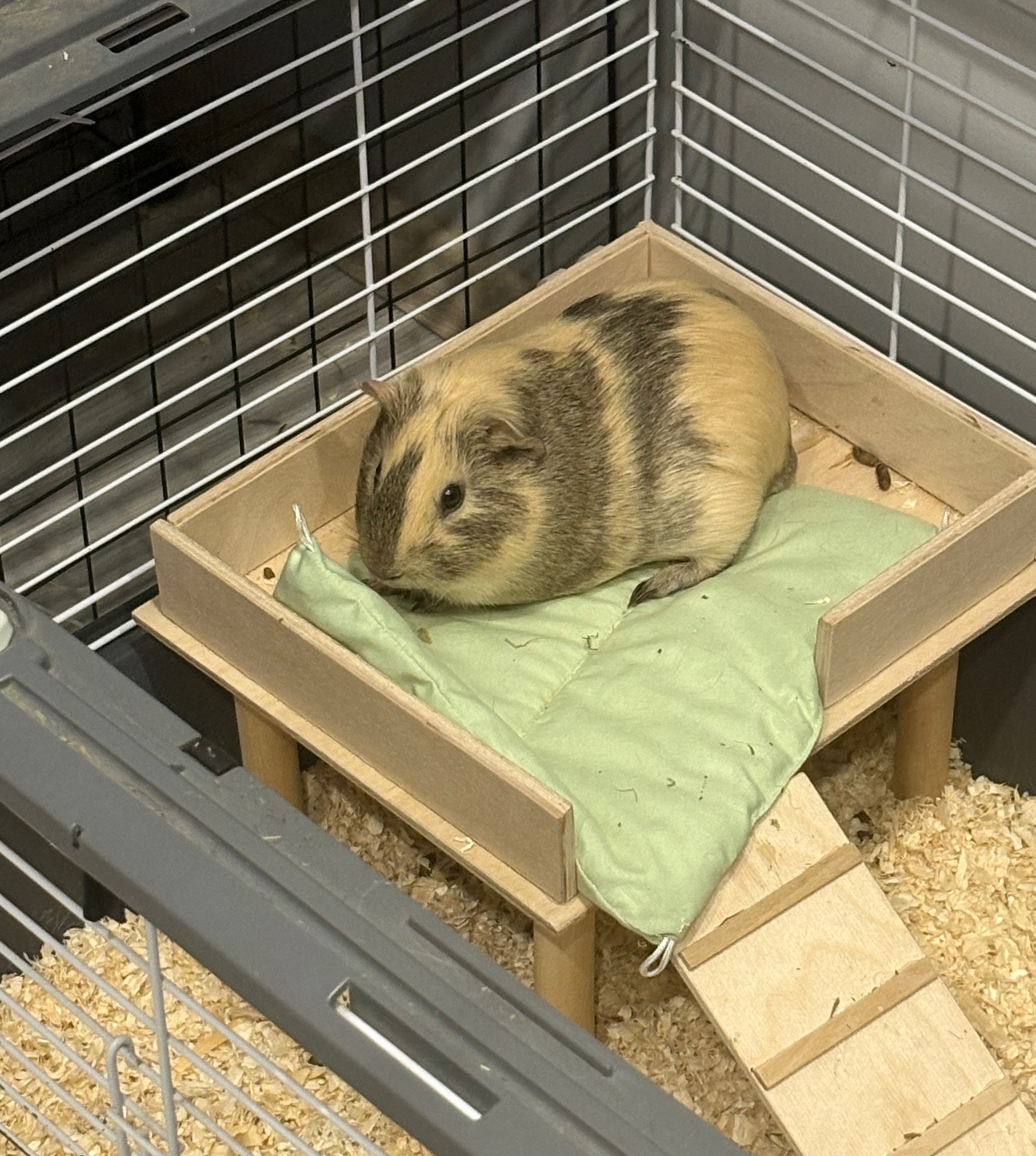 Изображение морской свинки