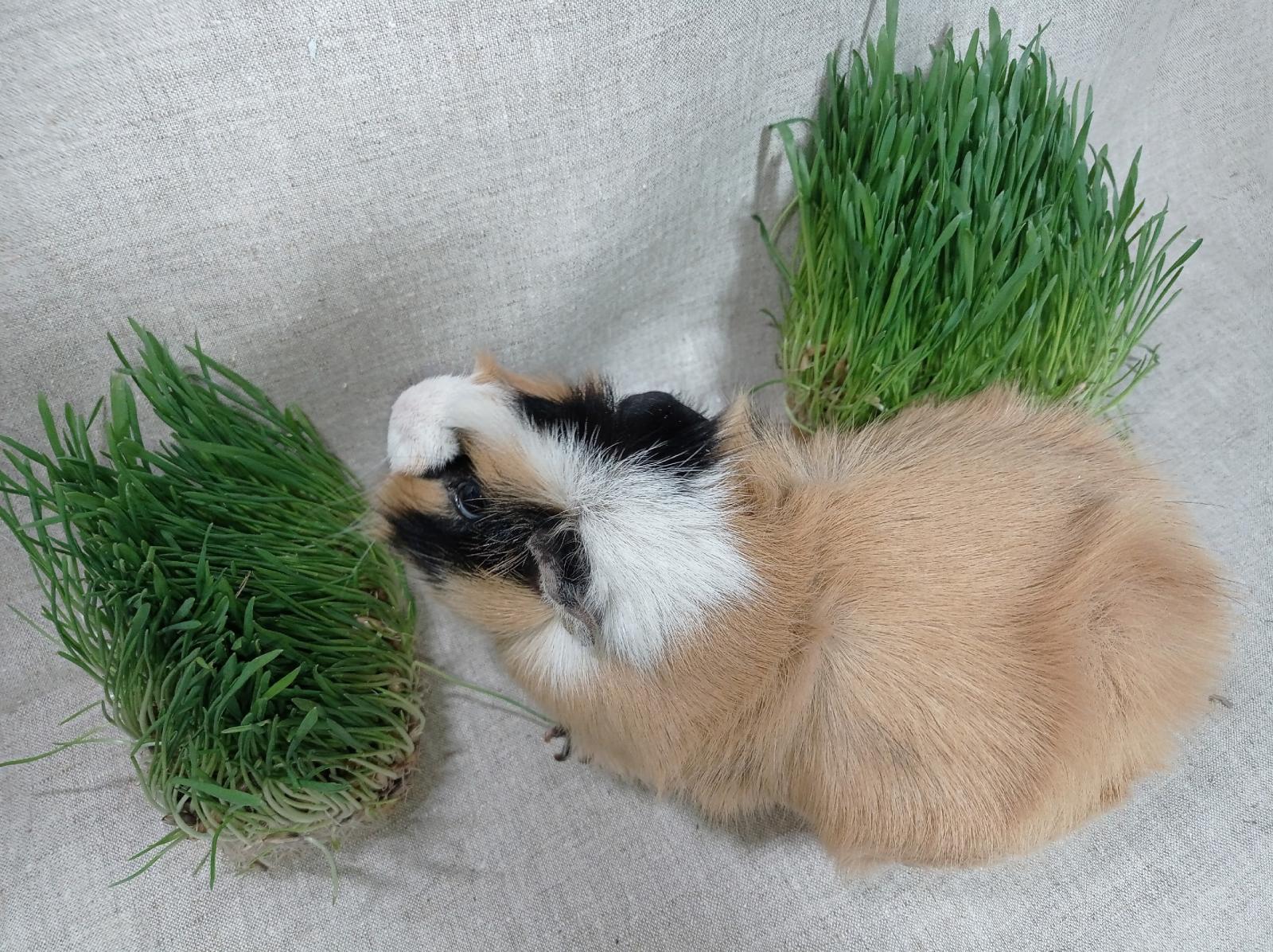 Изображение морской свинки