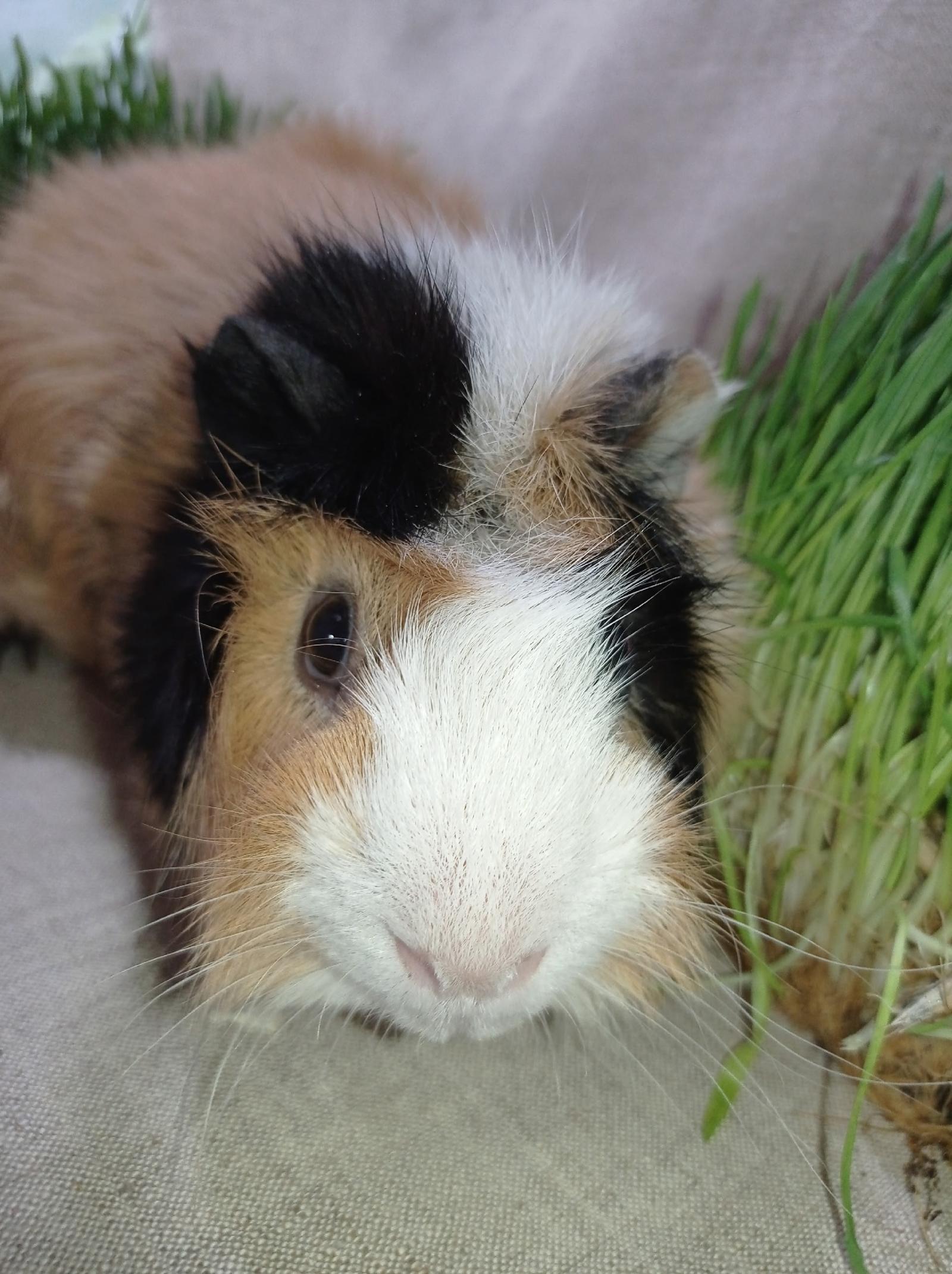 Изображение морской свинки