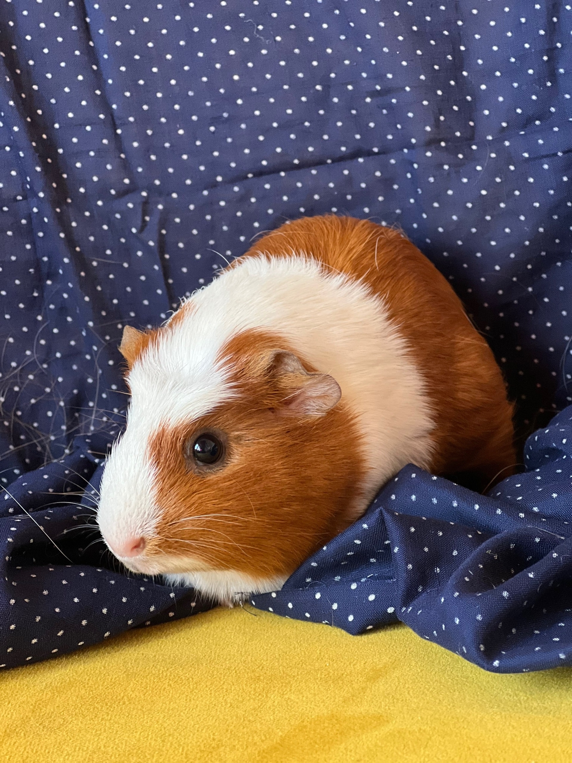 Изображение морской свинки