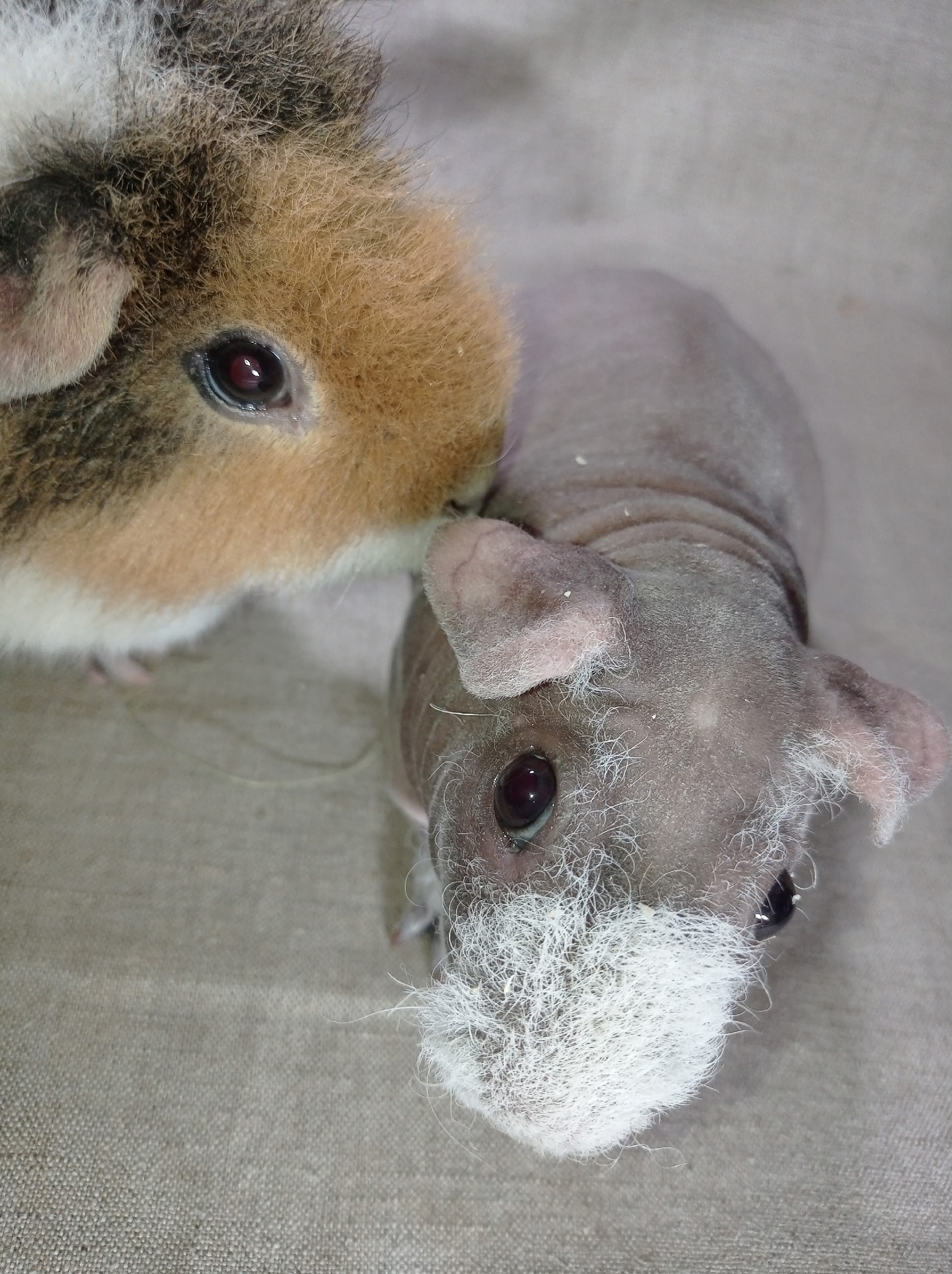 Изображение морской свинки