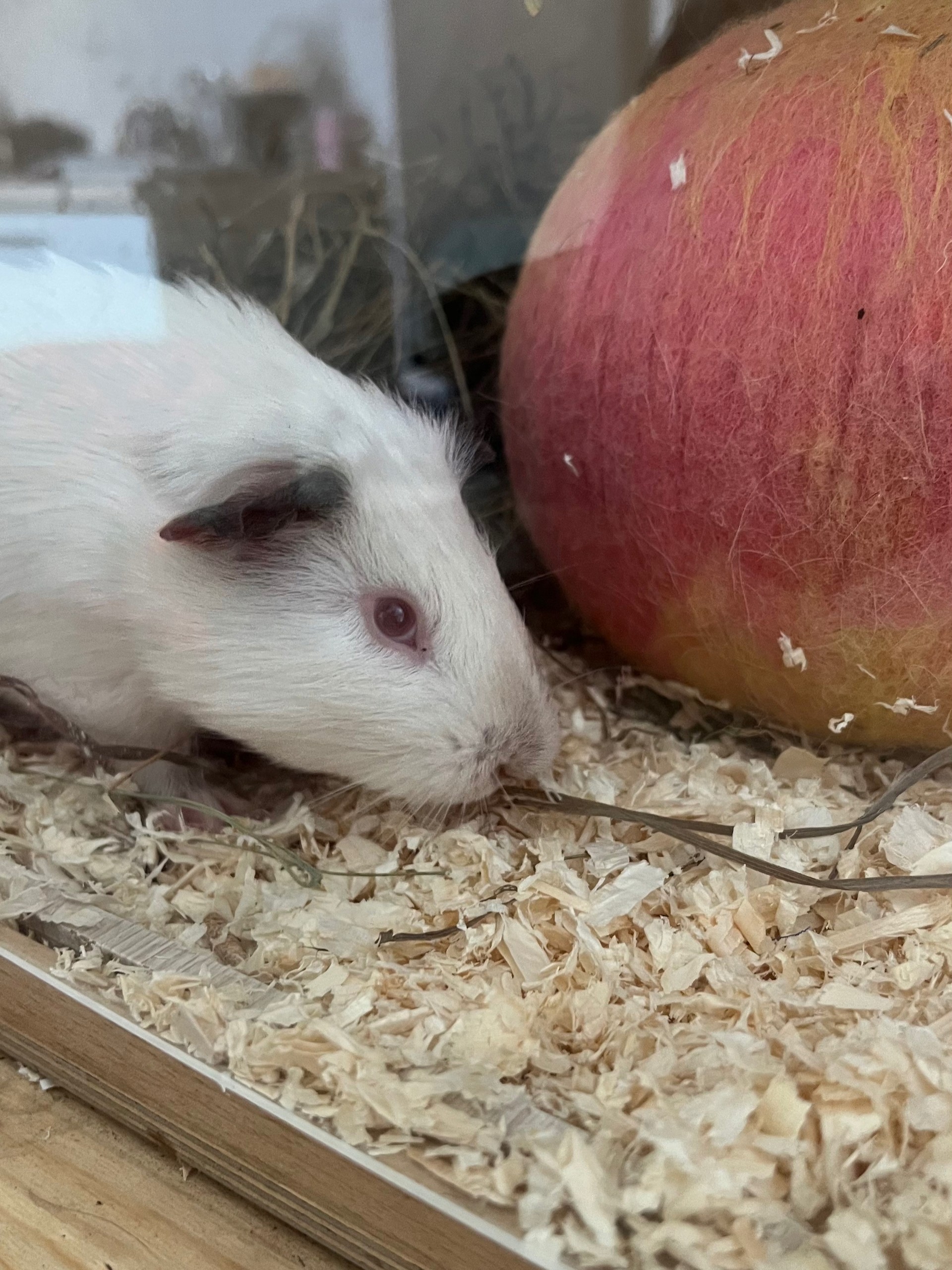 Изображение морской свинки