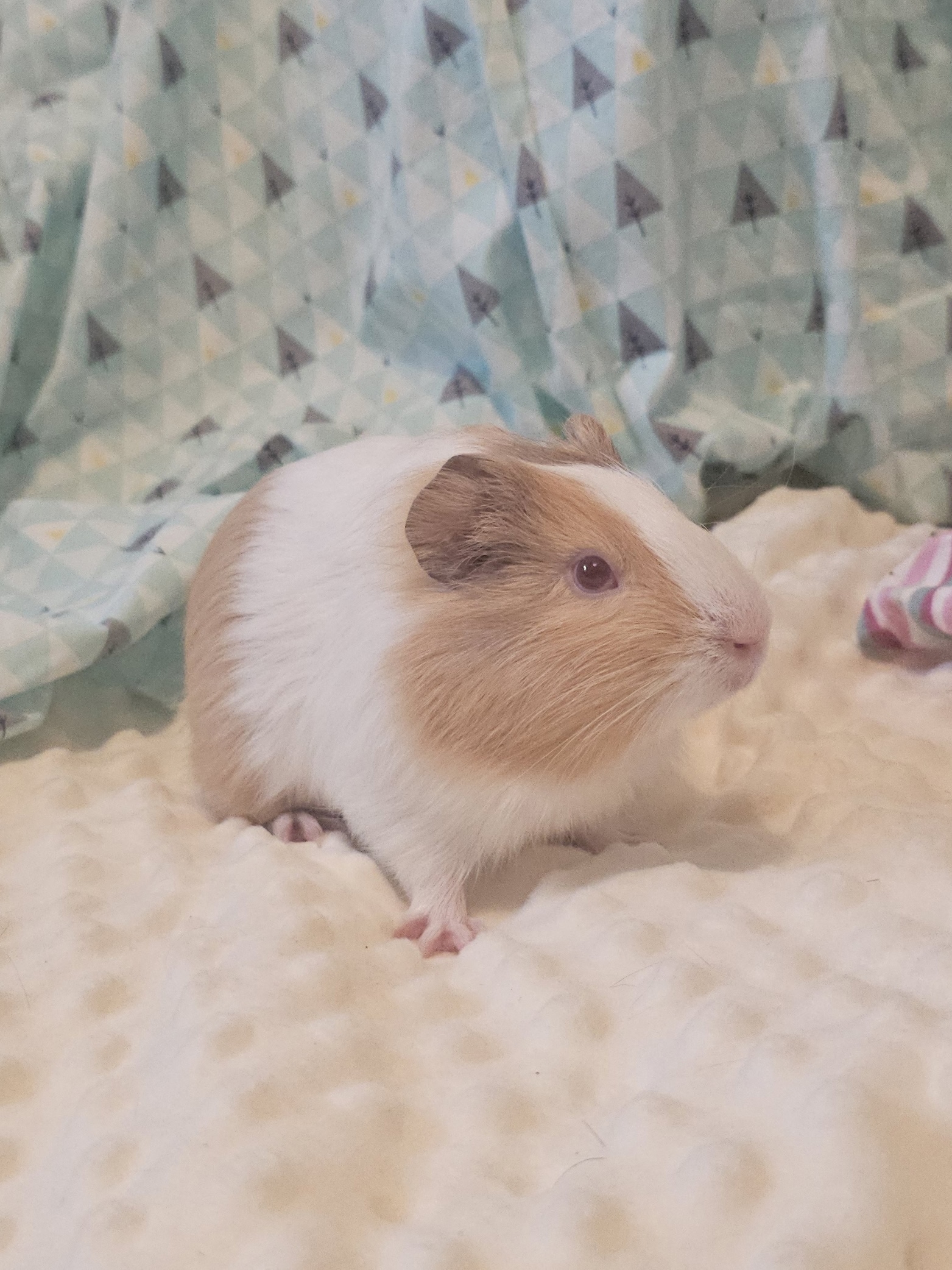 Изображение морской свинки