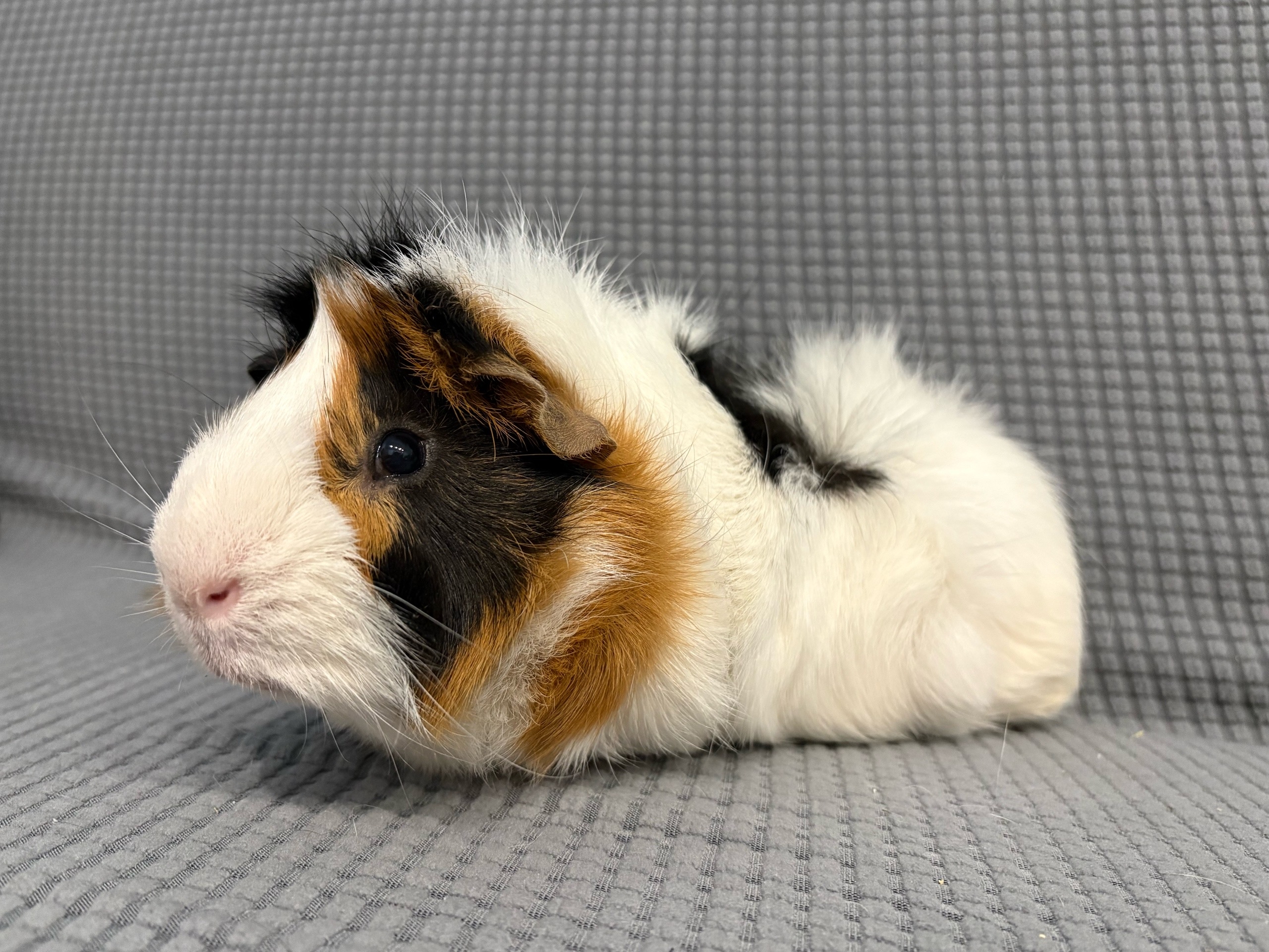 Фон для фотографии свинки по имени Зефир