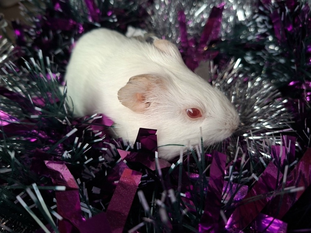 Изображение морской свинки